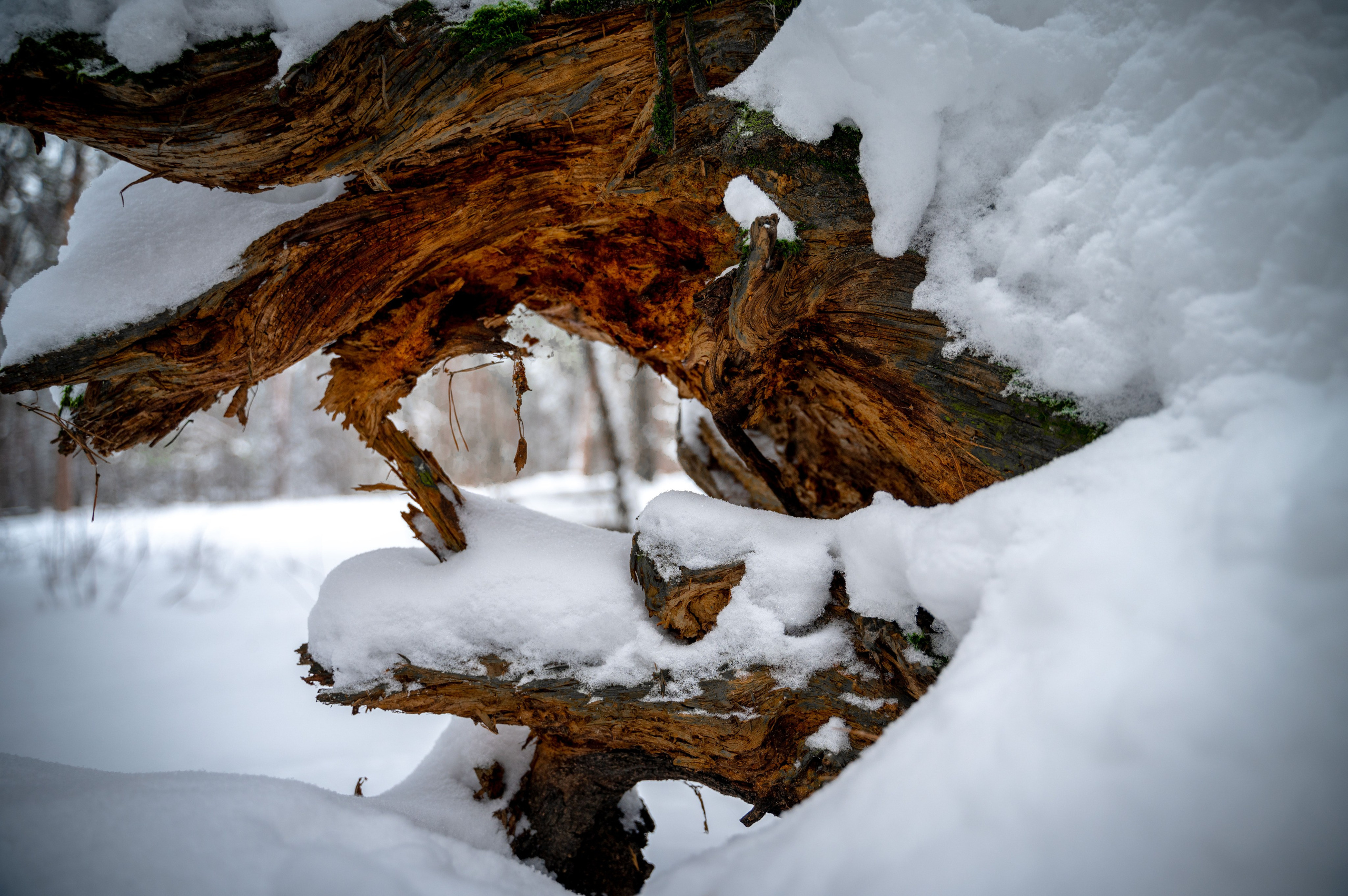 Прогулка с собакой. Зима, лес, Москва. Vadim Nevenglovskii Фотограф в разных жанрах