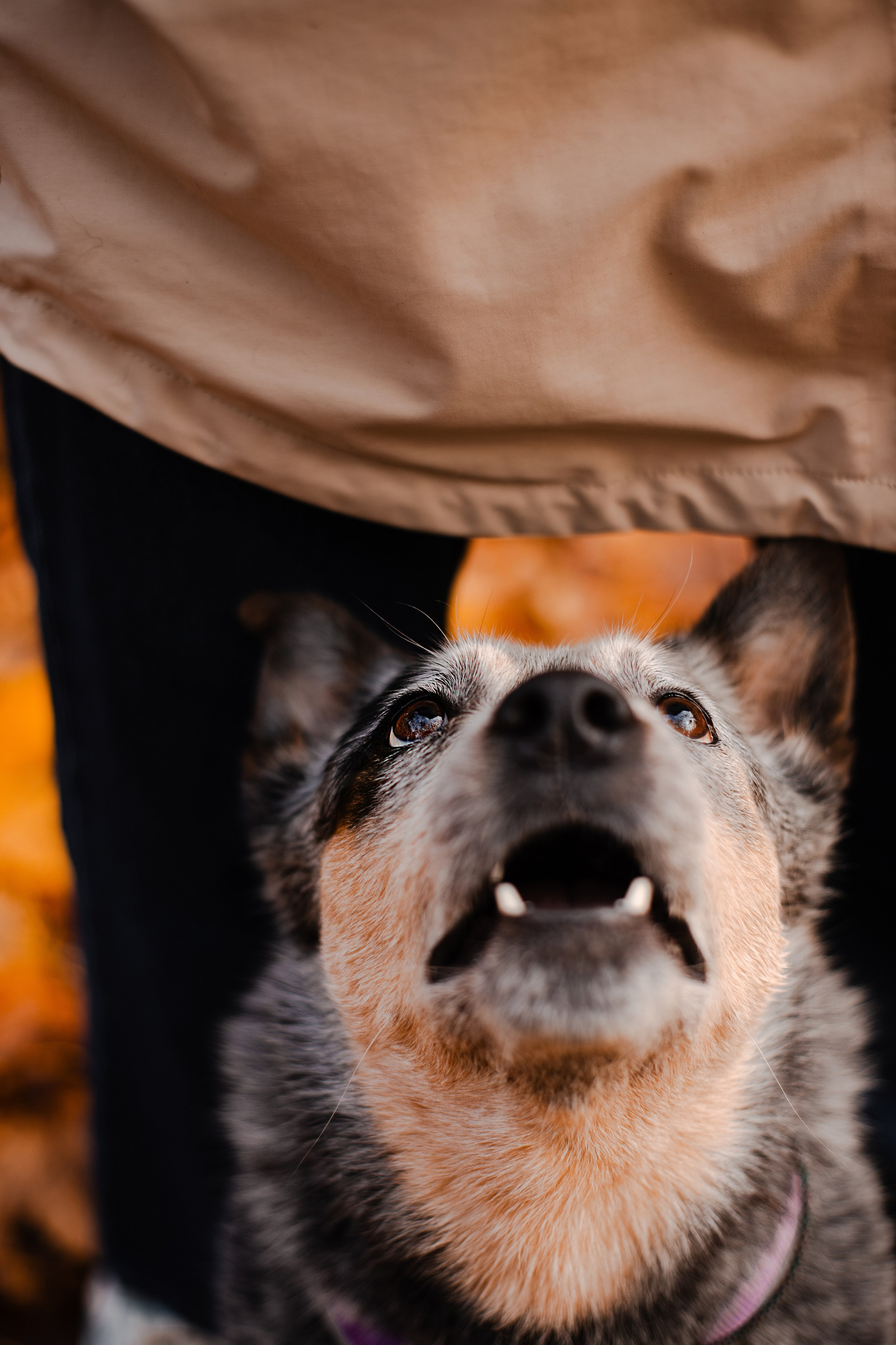 Юля, Антон и Лу. Фотограф-анималист Мария Баркевич | Москва