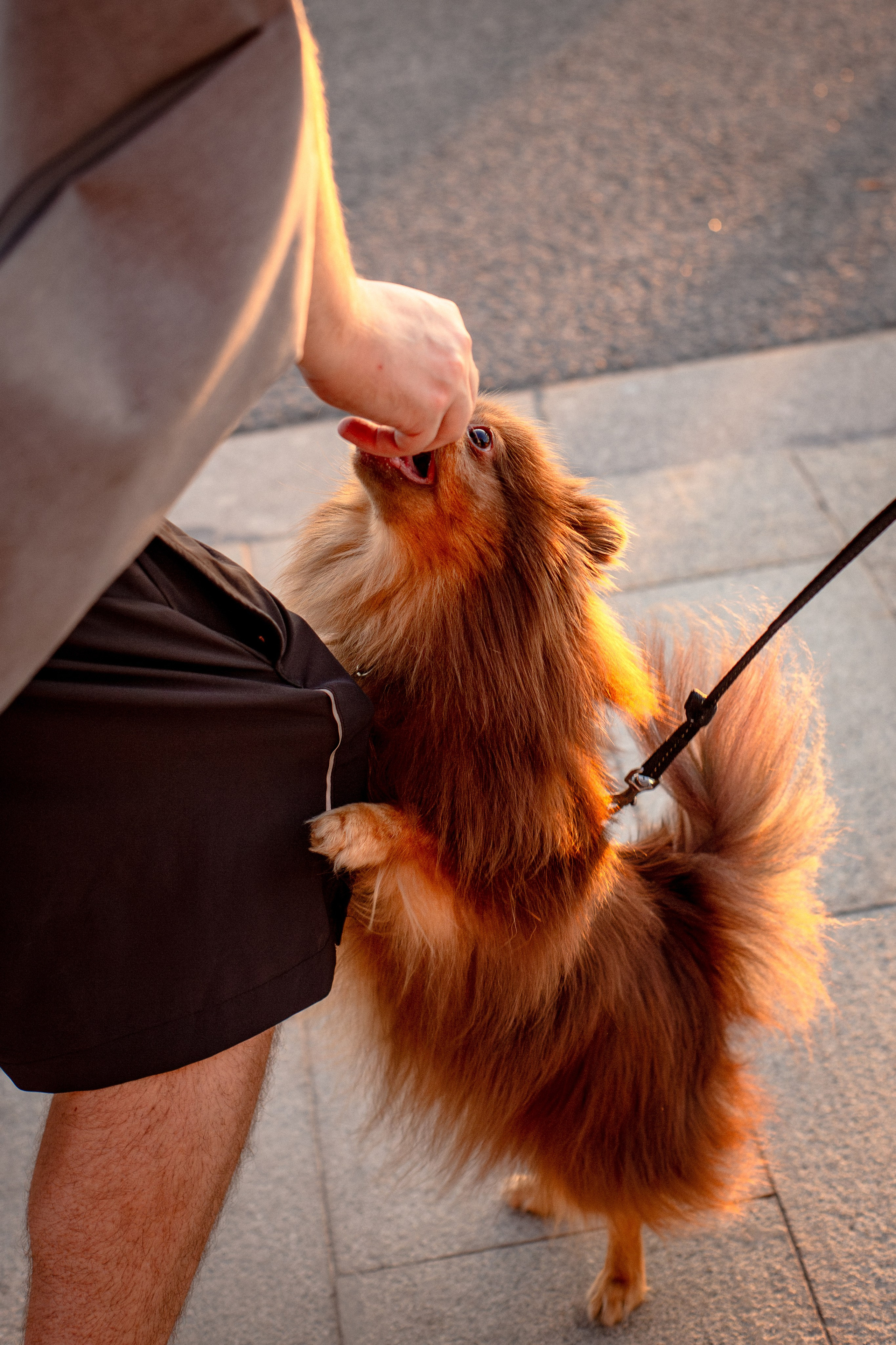 Настя и Жульен. Фотограф-анималист Мария Баркевич | Москва