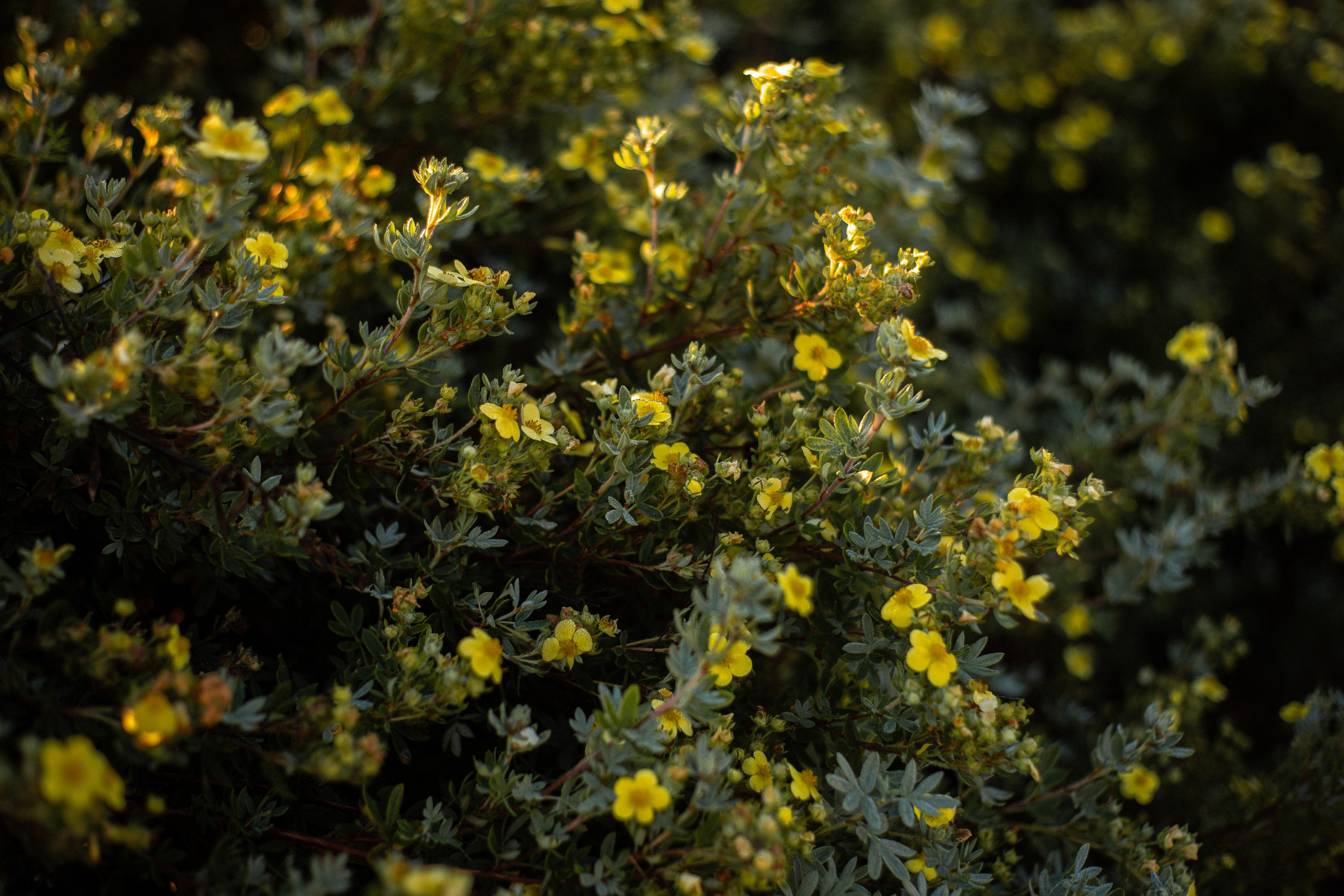 Анна и Бруно. Фотограф-анималист Мария Баркевич | Москва