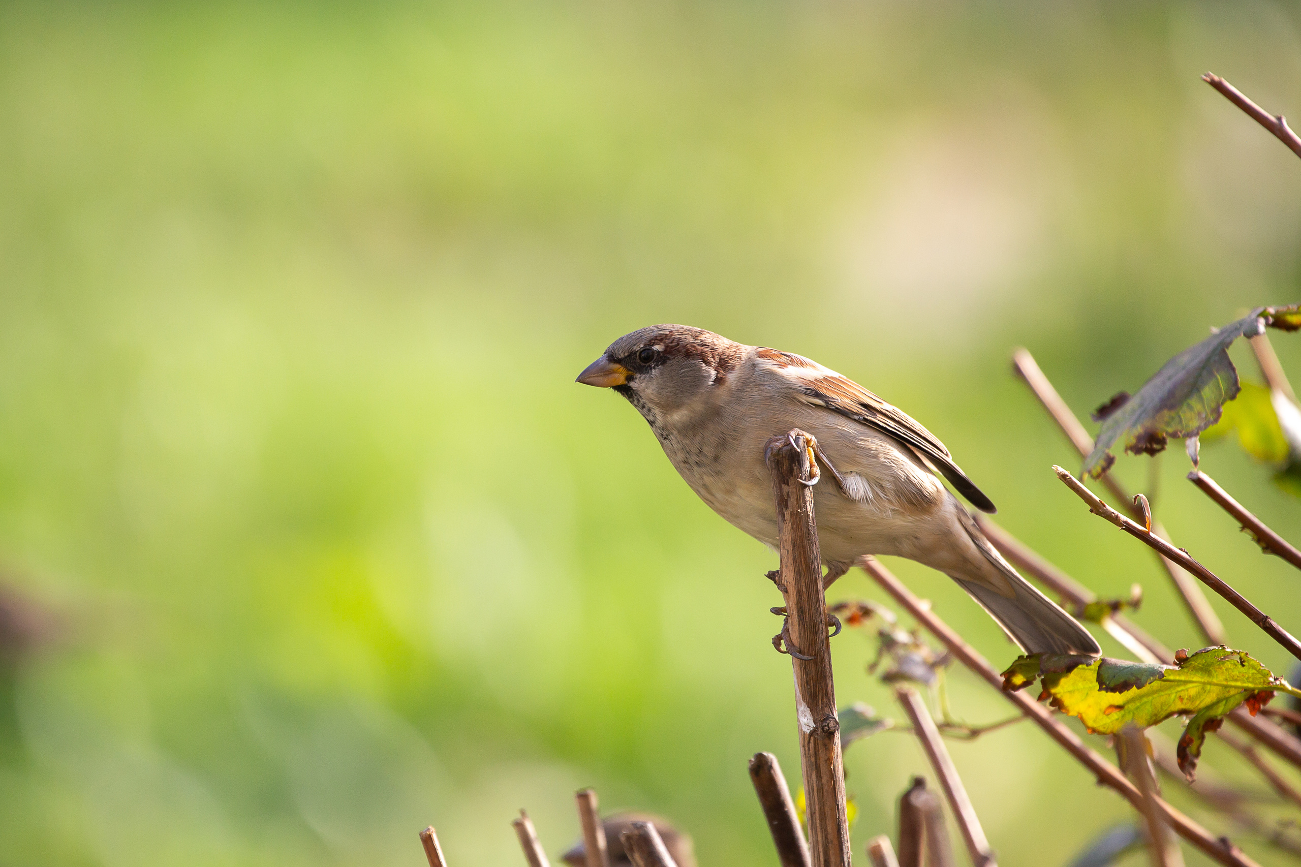 Разное. Фотограф Алёна Финашова