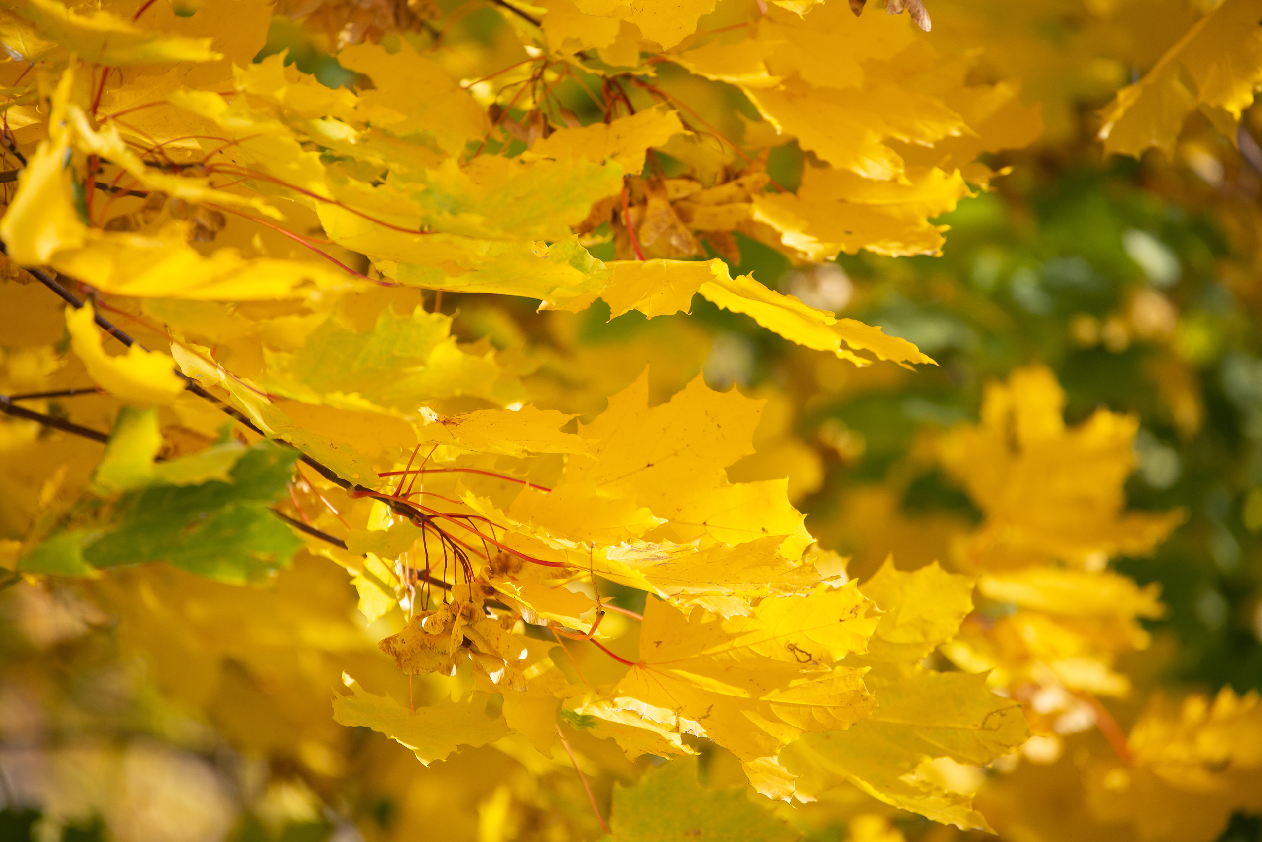 Разное. Фотограф Алёна Финашова