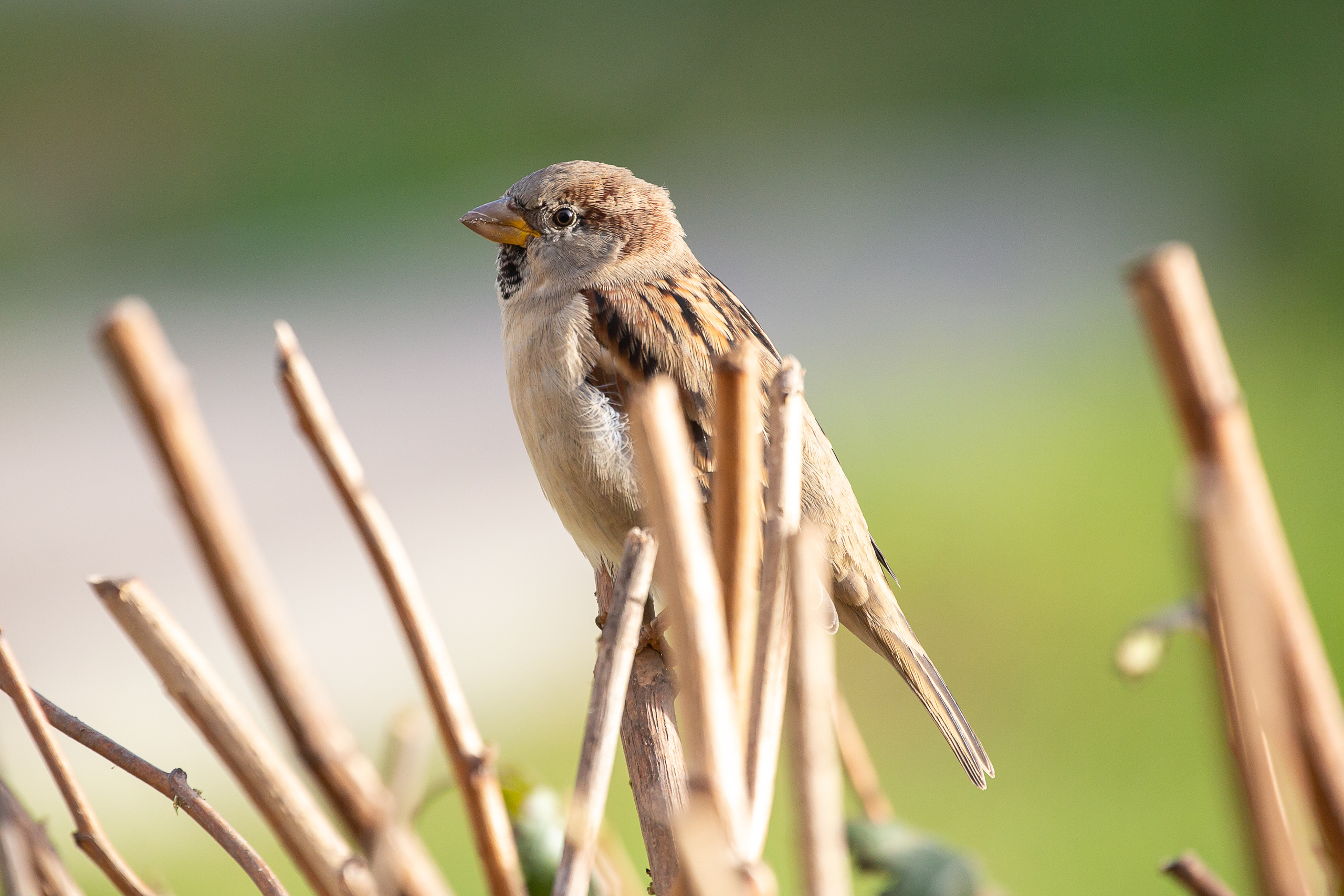 Портфолио. Фотограф Алёна Финашова