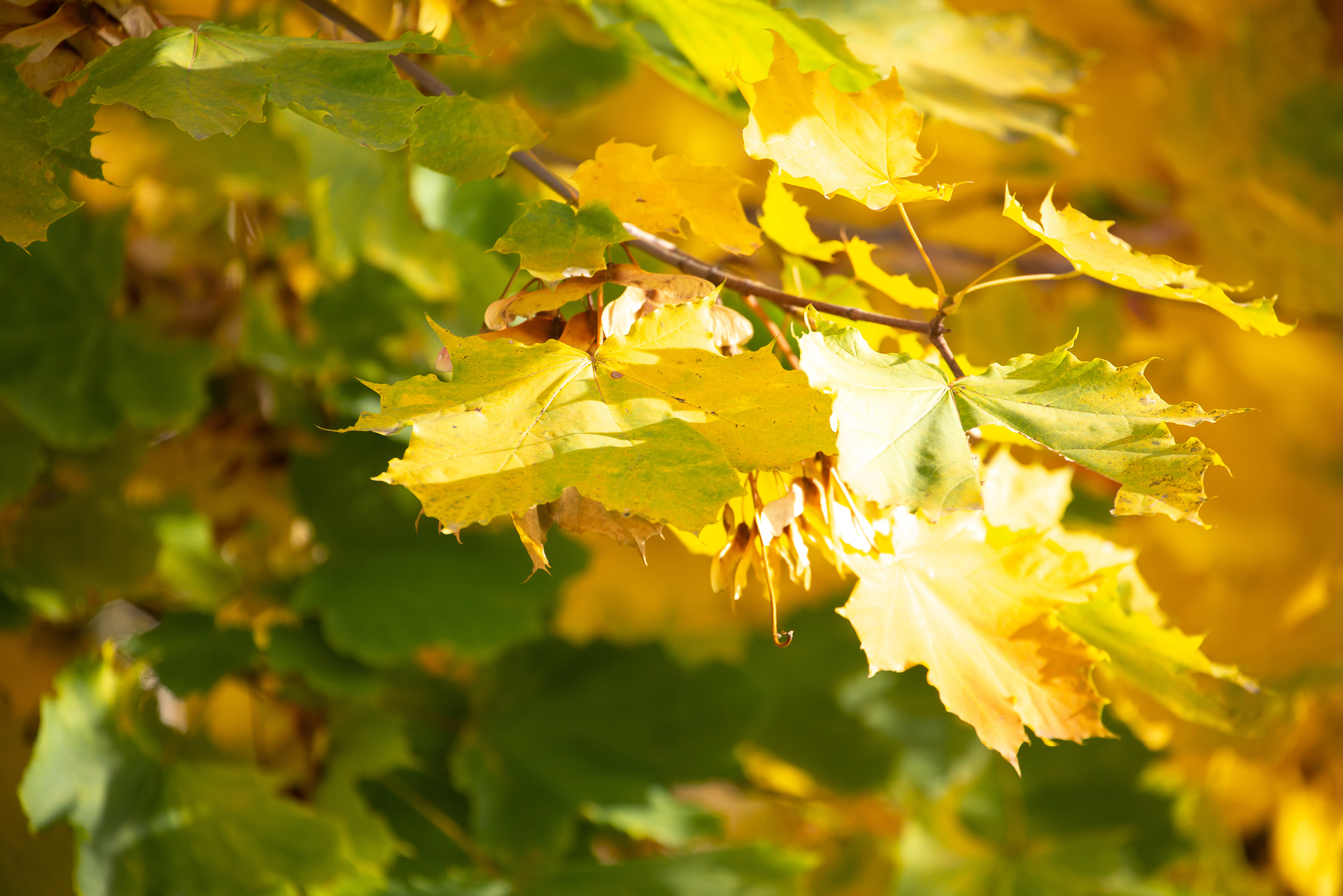 Разное. Фотограф Алёна Финашова