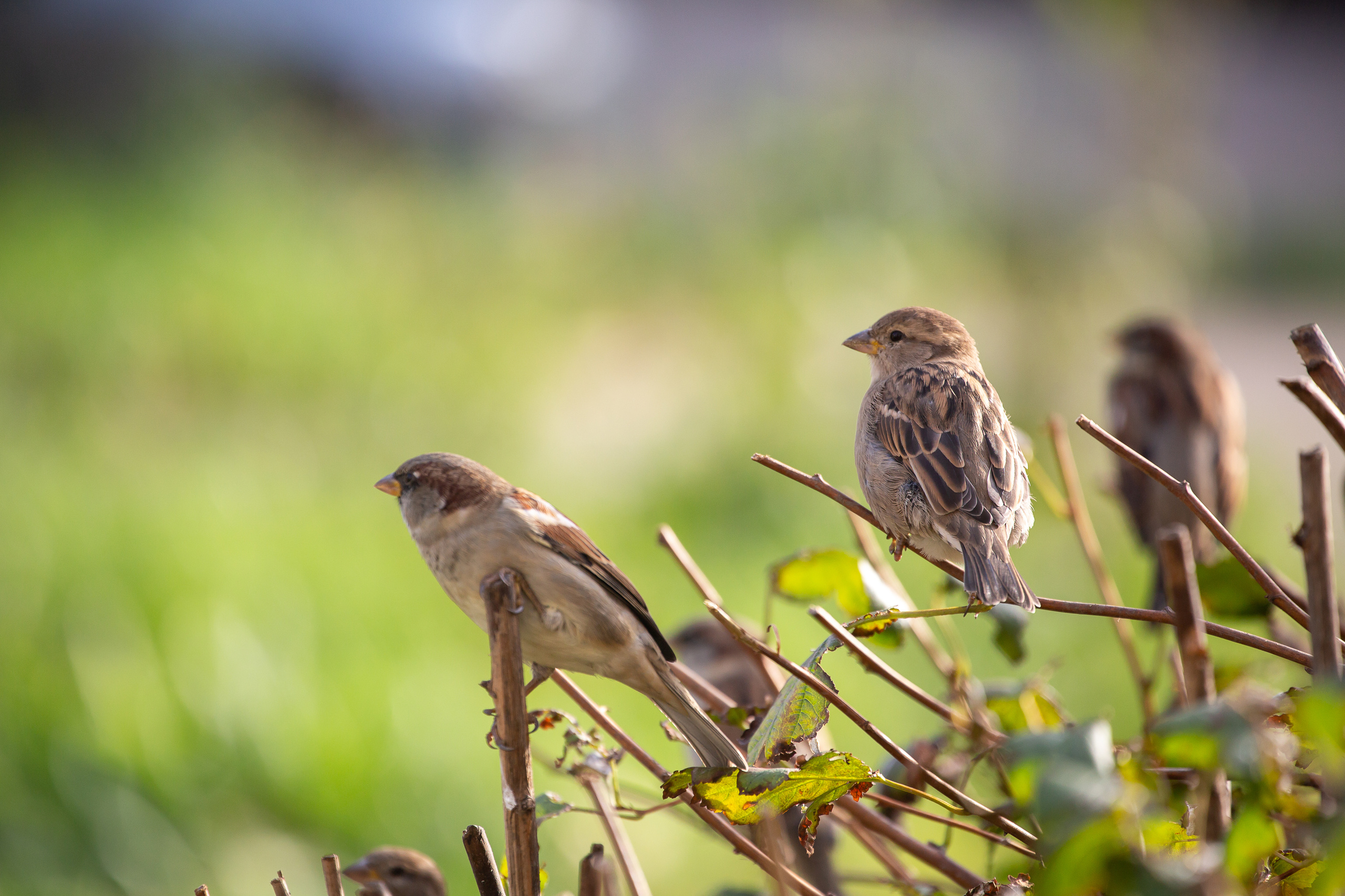 Разное. Фотограф Алёна Финашова