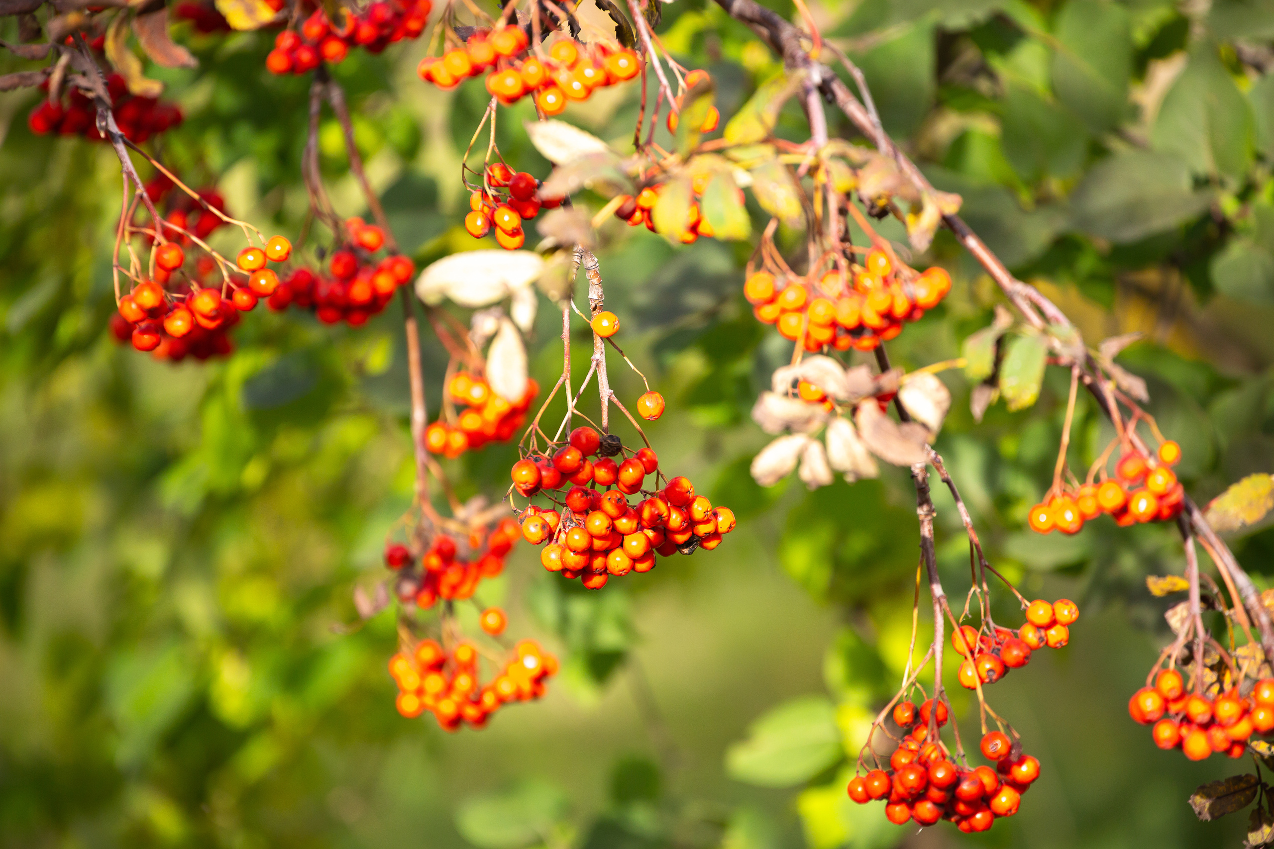 Разное. Фотограф Алёна Финашова