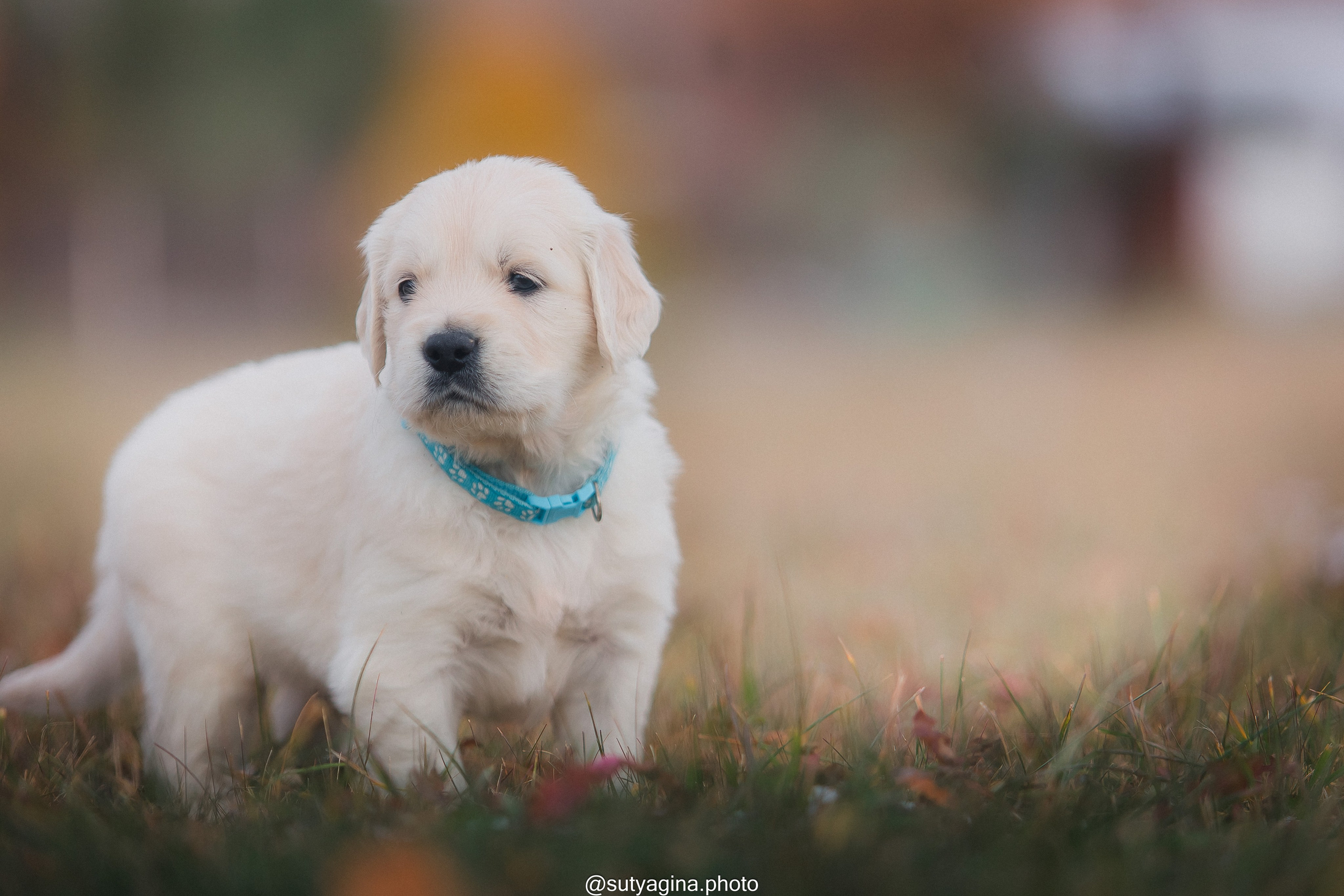 Голубой ошейник. Свадебный и женский фотограф