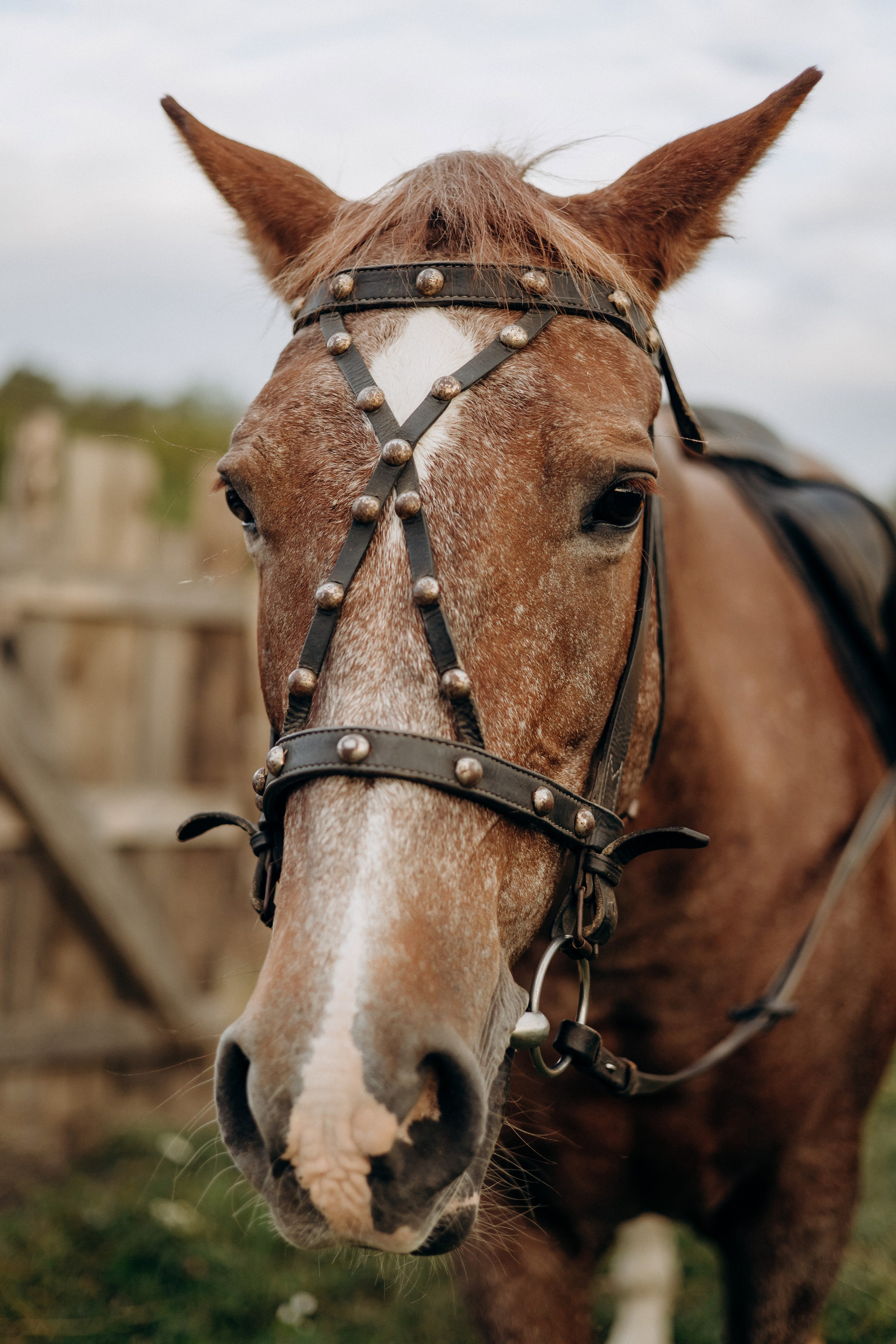 Фотоистория в конюшне. Портретный и семейный фотограф в Воронеже Ксения Ремизова