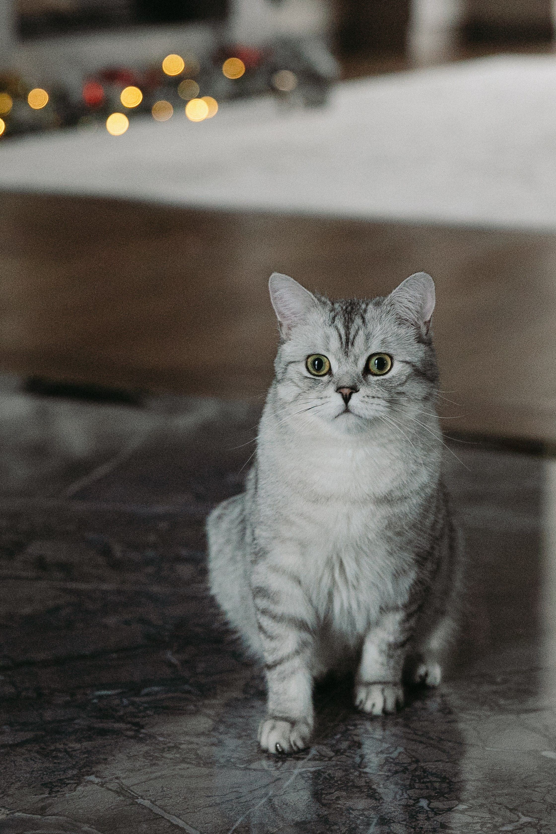 Ева. Фотограф в Москве Шаганова Нина