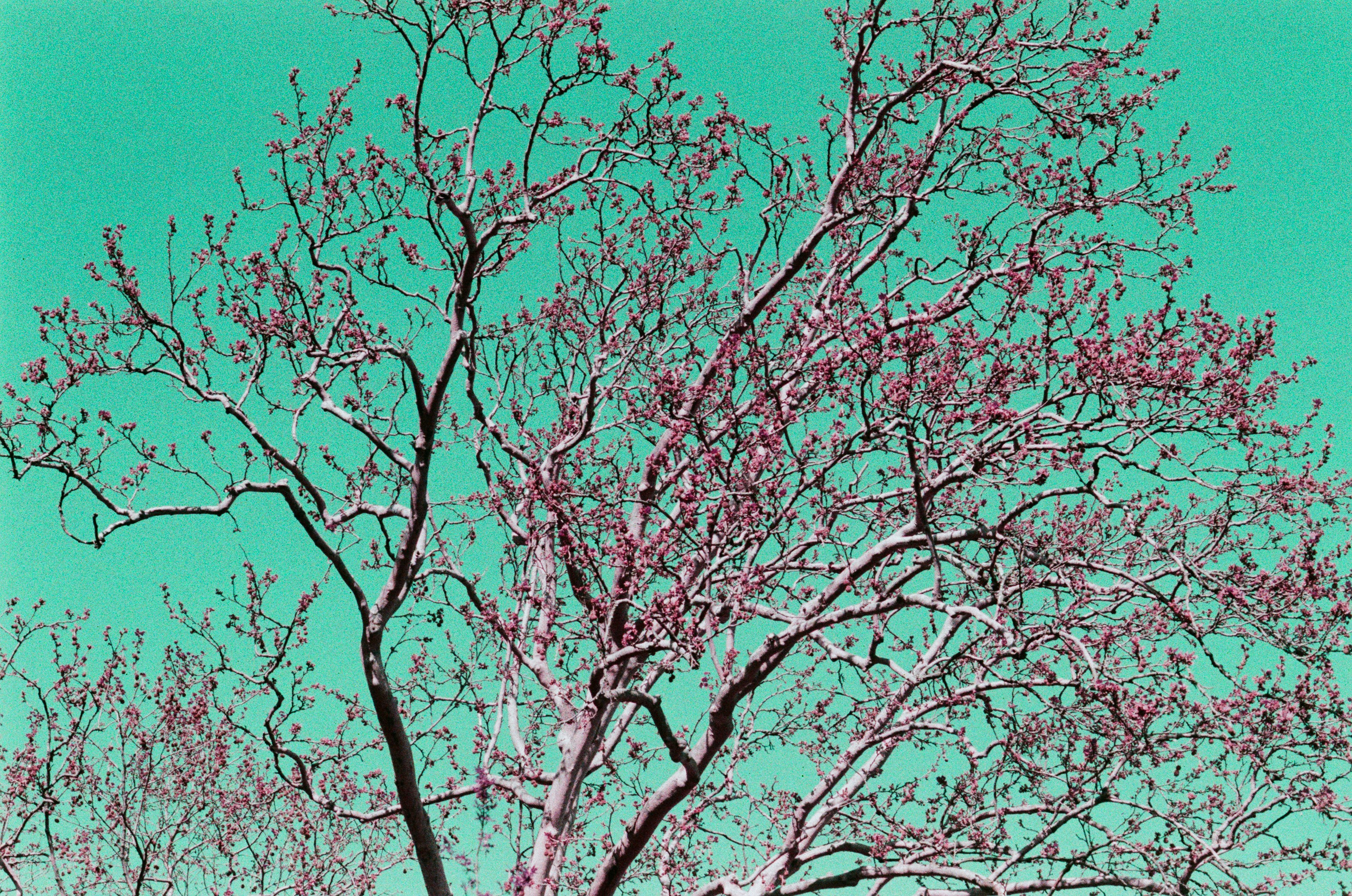 Sakura blues // ukraine, crimea IX. EVER EXPOSED