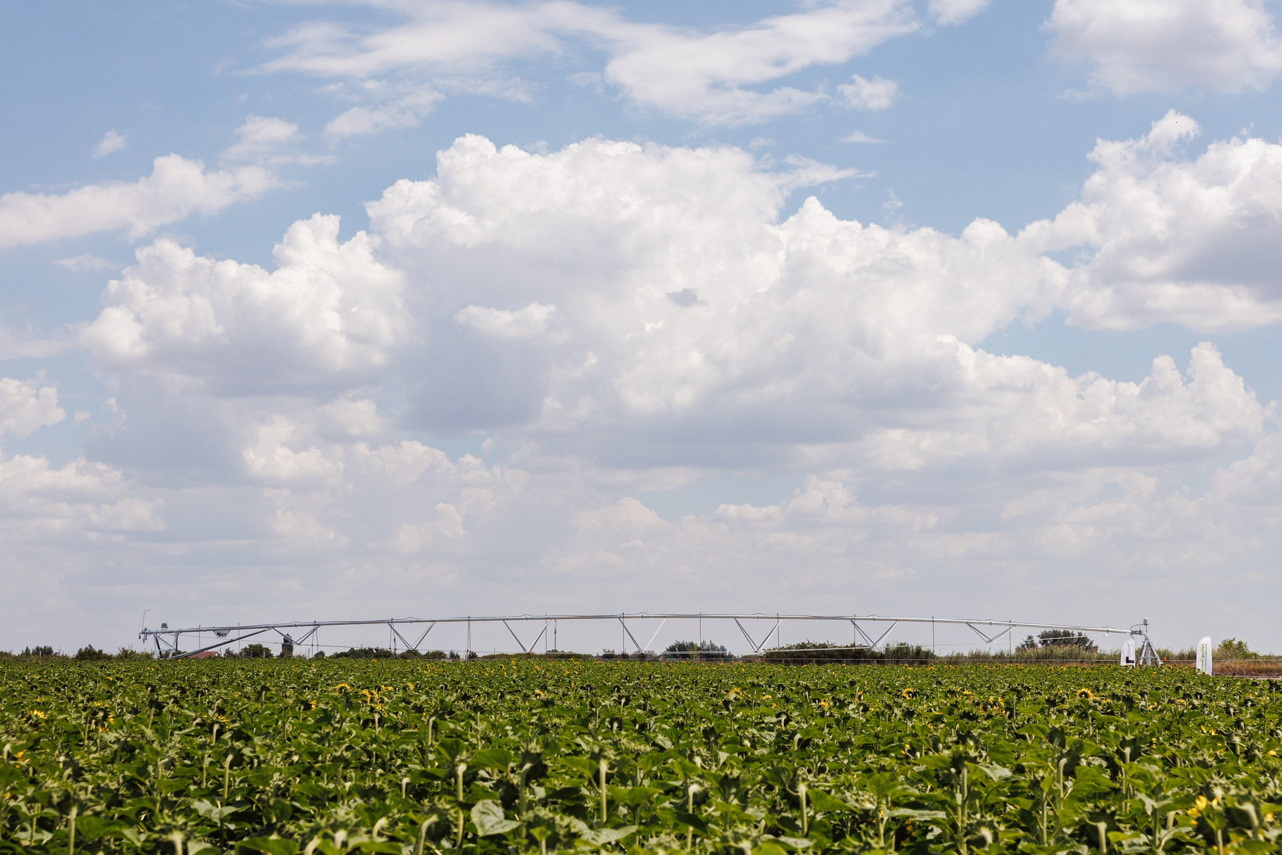 День Поля 2025 Волгоград. Фотограф Ставрополь Петр Голубенко