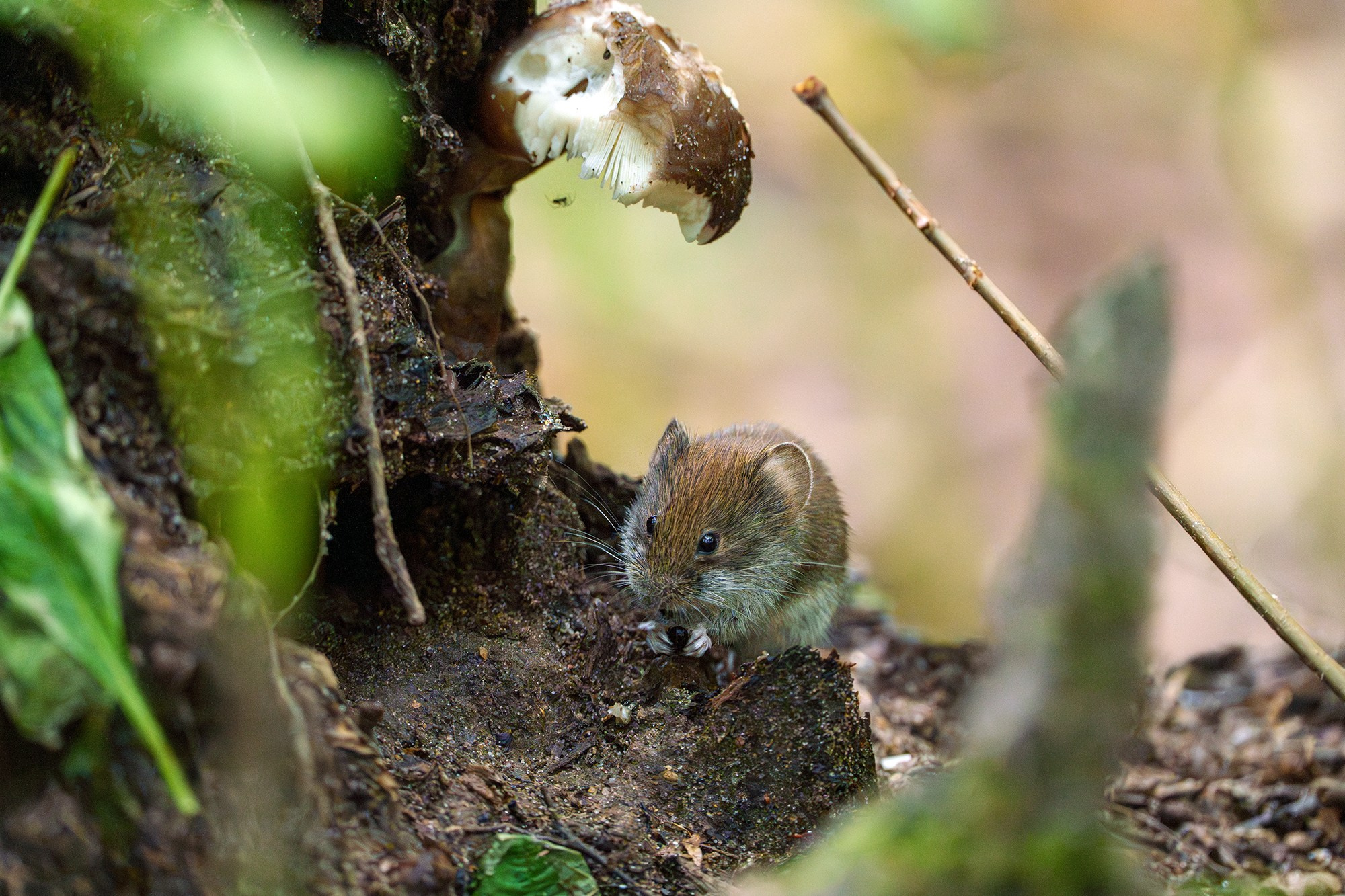 Животные. Ваш личный фотограф Марина Волкова