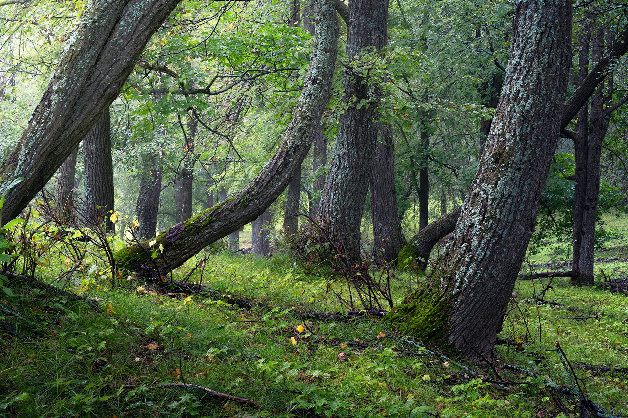 Лето, лес, деревья…. Пейзажный фотограф Руслан Лукманов