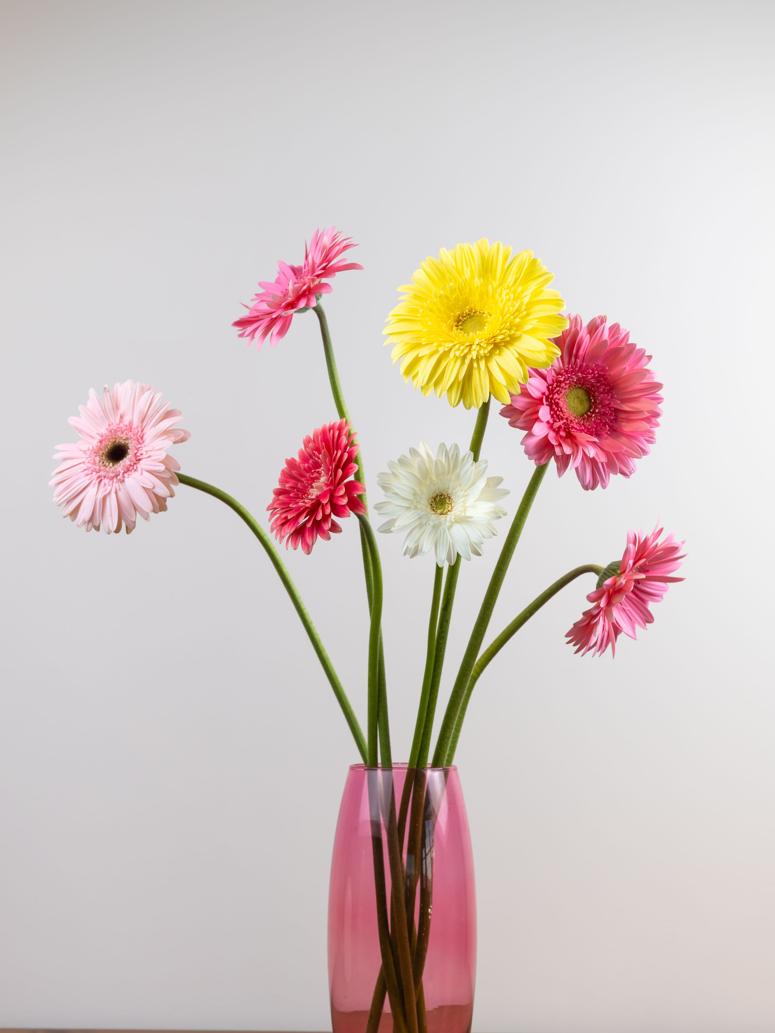 01.08.2025 Фотосессия Цветополис. ФОТОГРАФ ВИНОГРАДОВА ДАРЬЯ