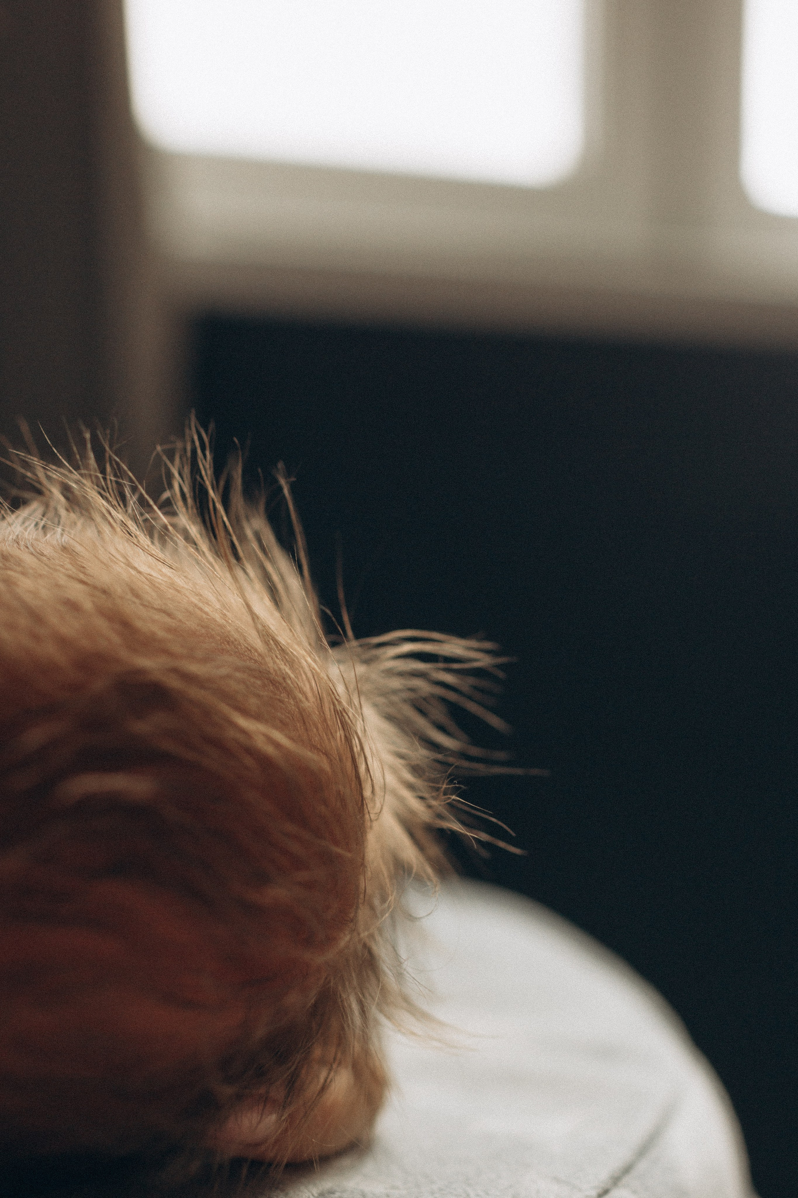 Newborn. -