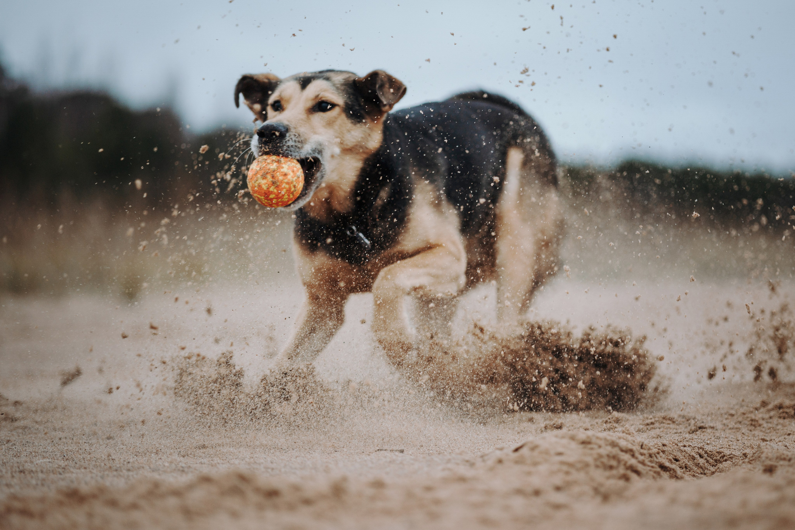 Наталья и Того. Фотограф — Анималист | Санкт-Петербург