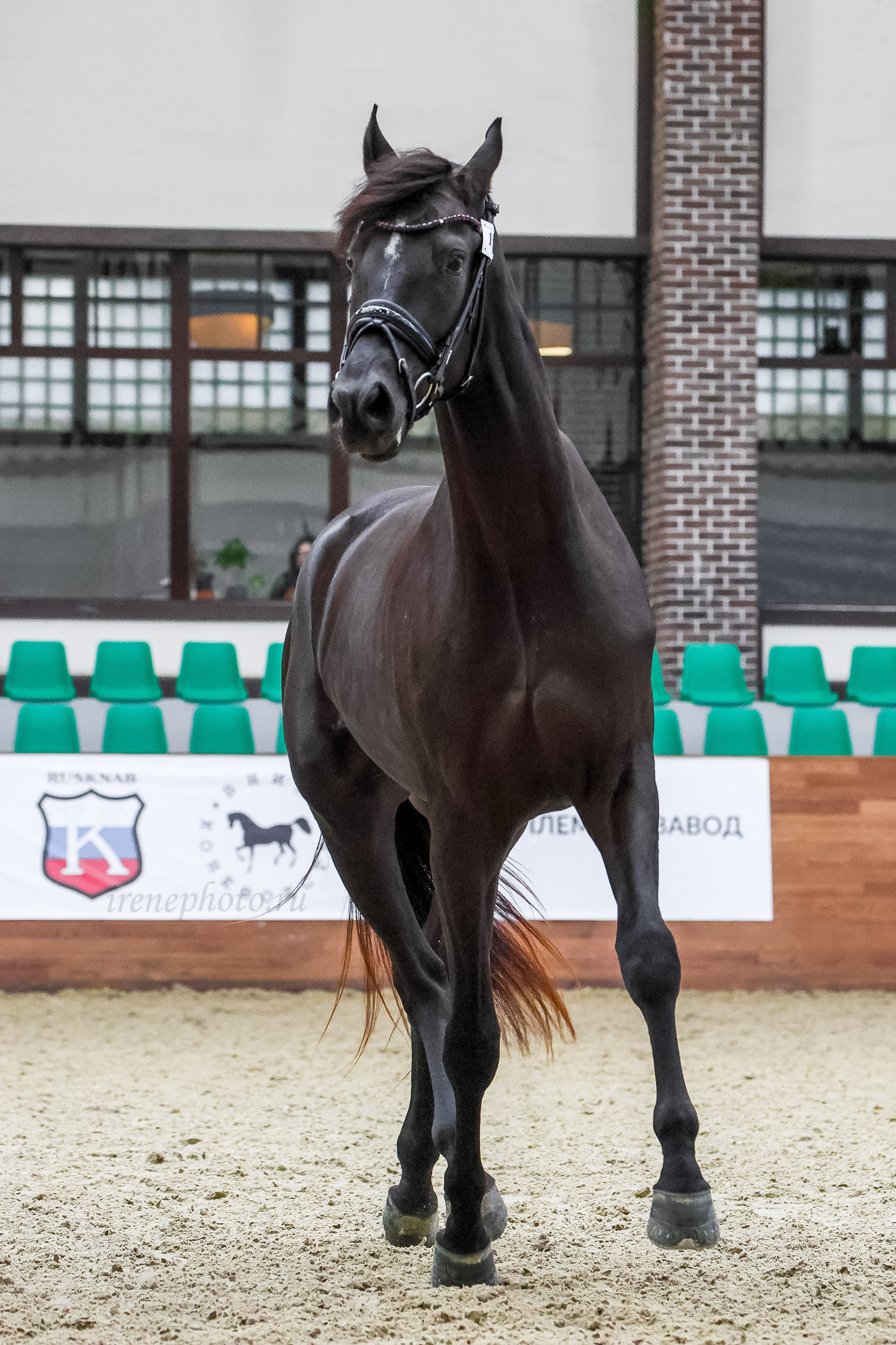 Конная Россия 2024 Оценка двигательных качеств. Irenephoto.ru