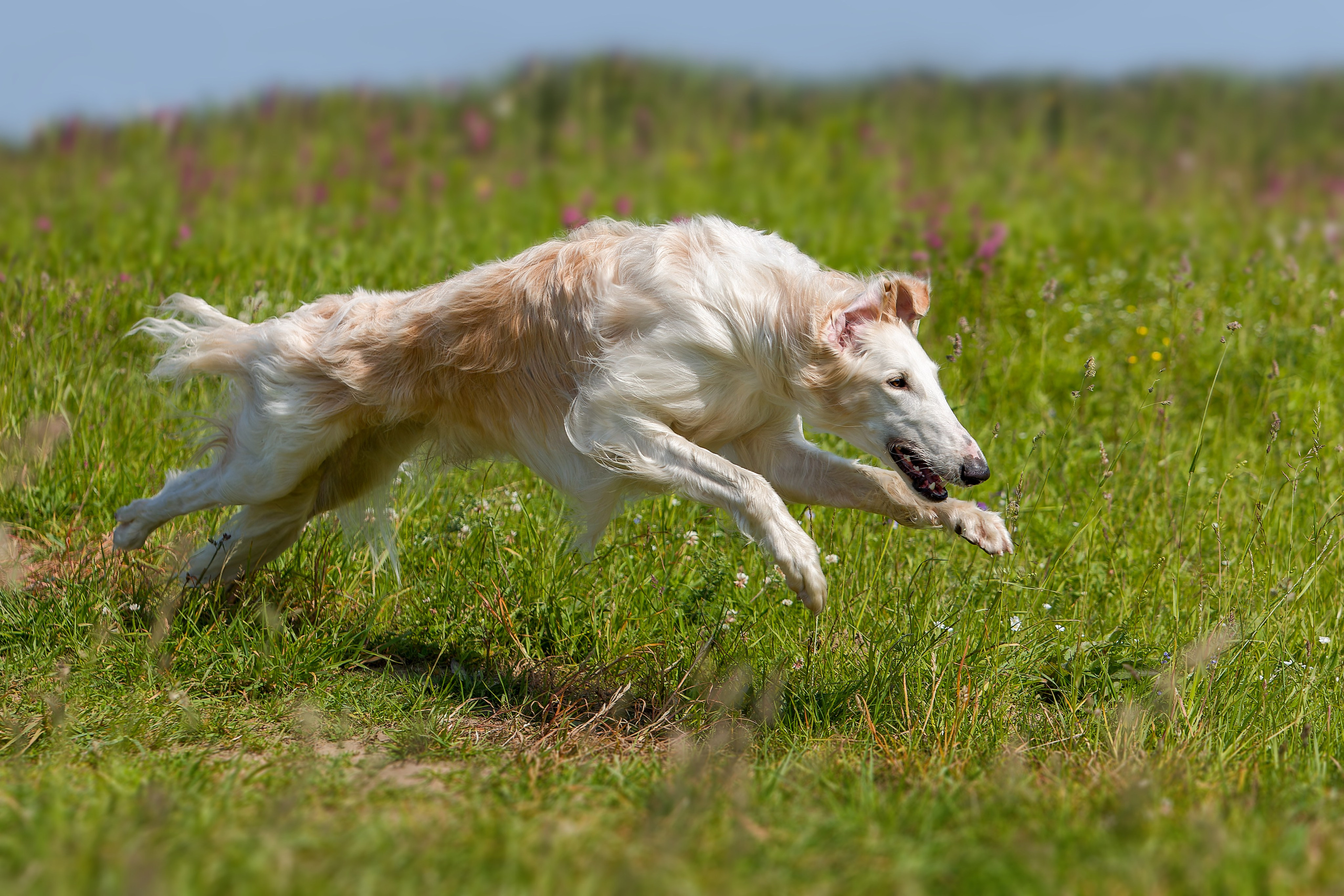 Собаки в движении. Irenephoto.ru