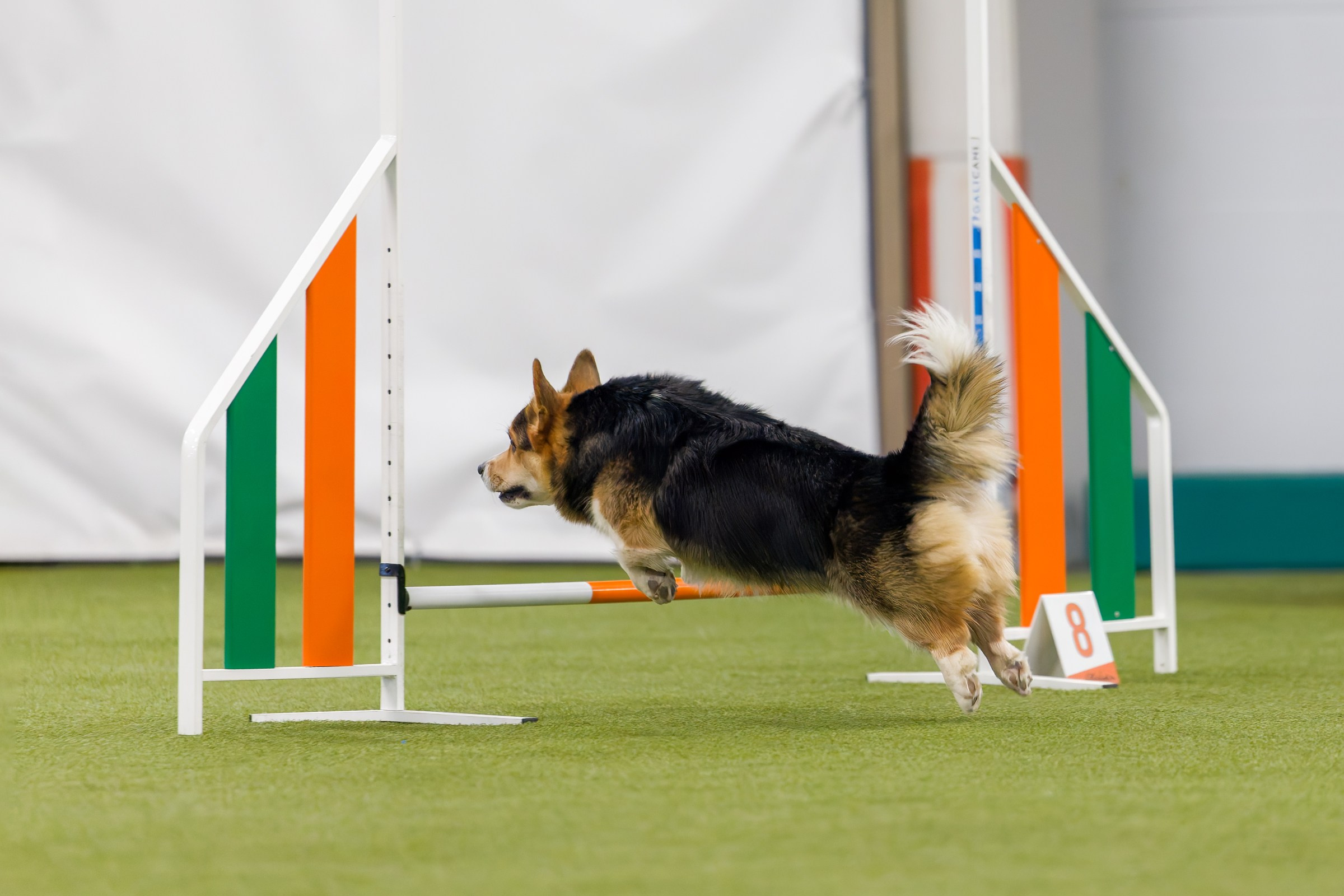 День рождения Пёсбурга — февраль 2025. Irenephoto.ru