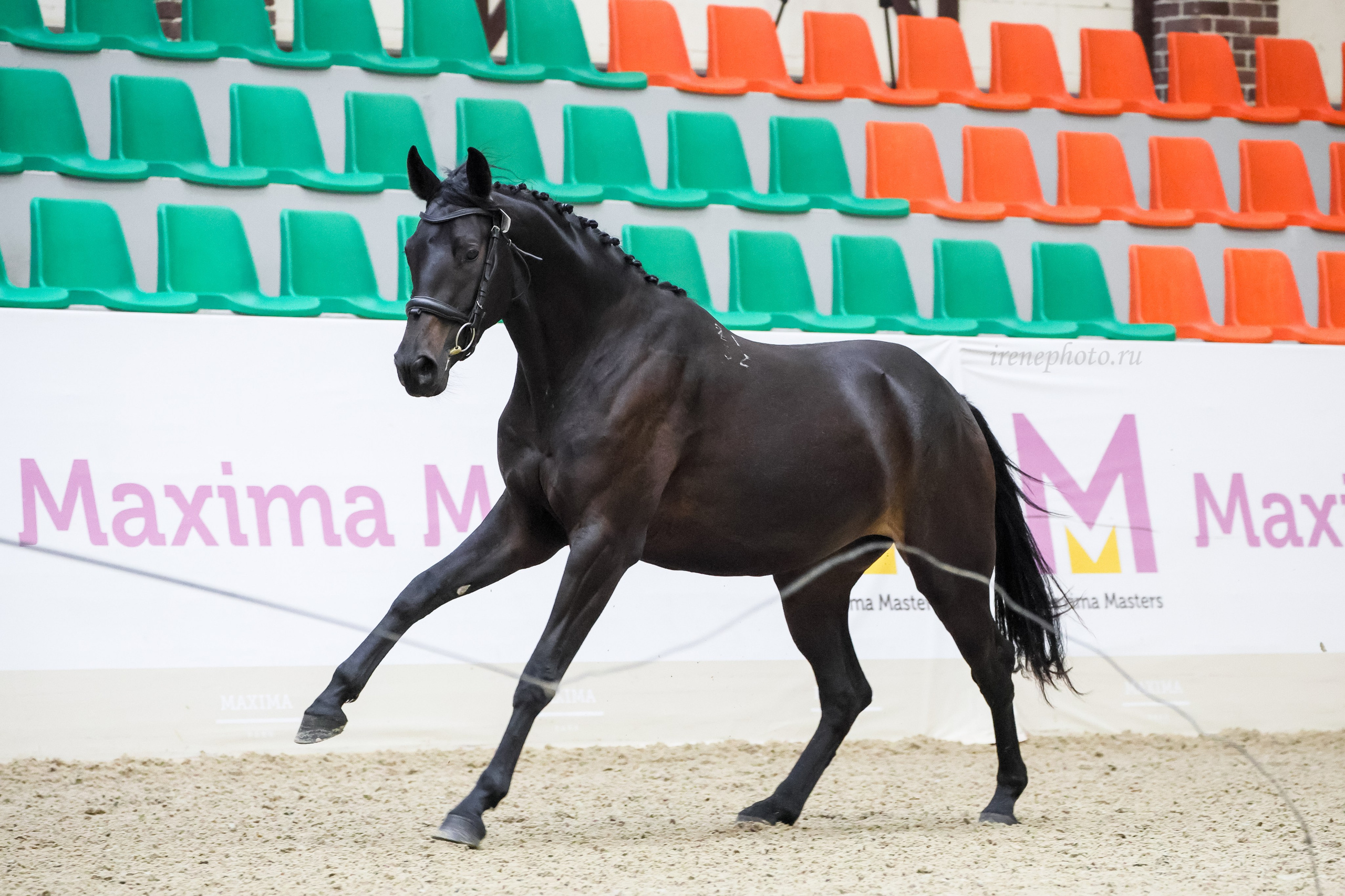 Конная Россия 2024 Оценка двигательных качеств. Irenephoto.ru