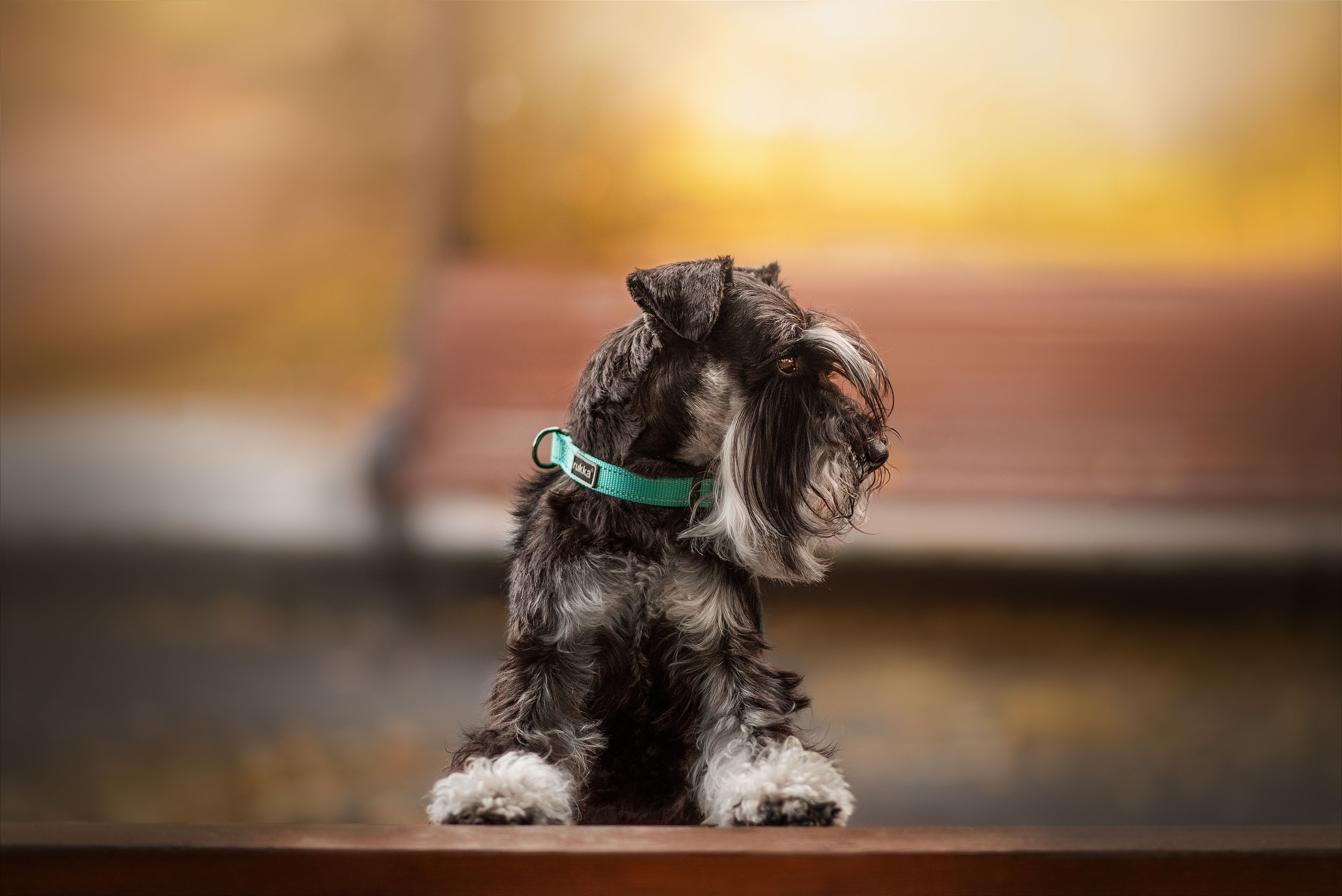 Екатерина и цвергшнауцер Феликс (Москва, 2020). Анна Пушина, фотограф, Москва, Королев, Пушкино
