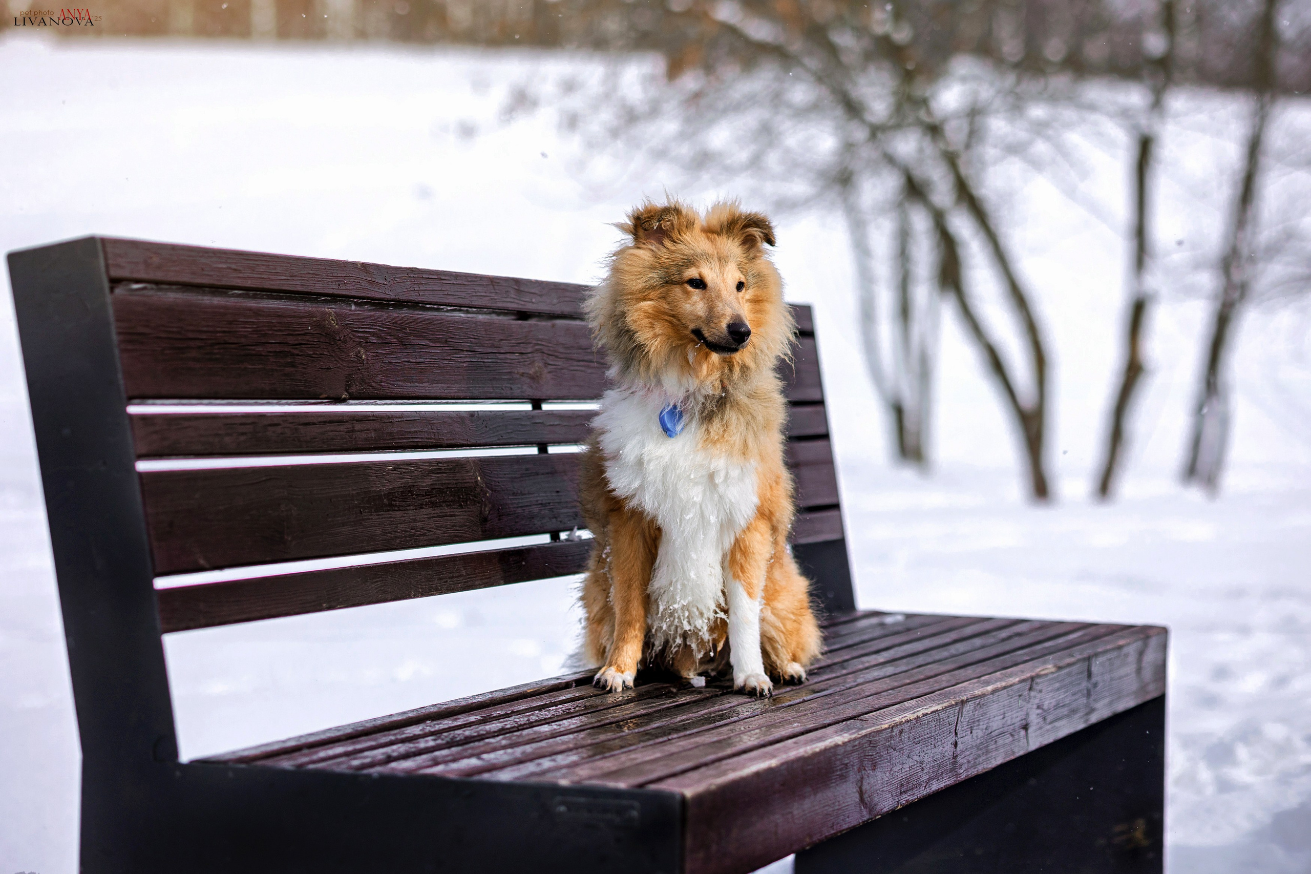 Матэо. Фотограф анималист Аня Ливанова | Рыбинск