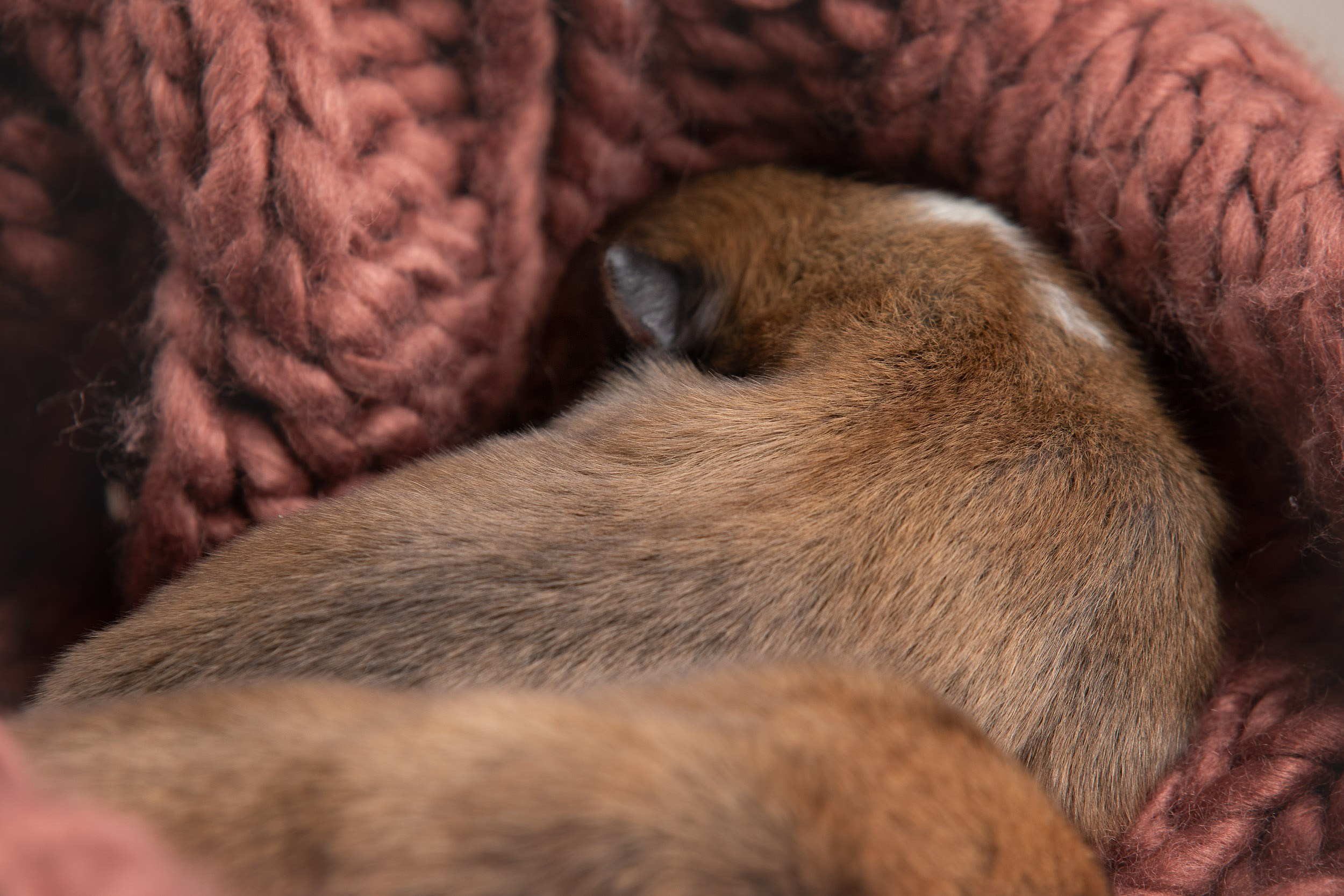Ньюборн съемка для новорожденных щенков в доме заводчика. Фотограф-анималист в Москве и Московской области Татьяна Фролова
