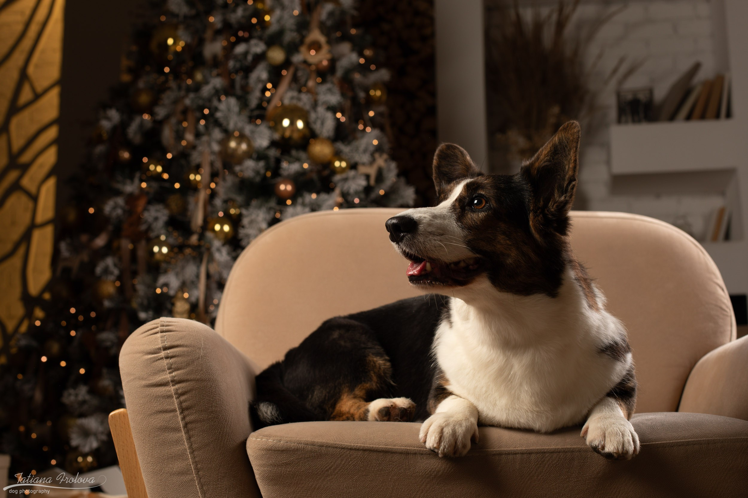 Фотосессия с собаками на новогоднюю тему в студии. Фотограф-анималист в Москве и Московской области Татьяна Фролова