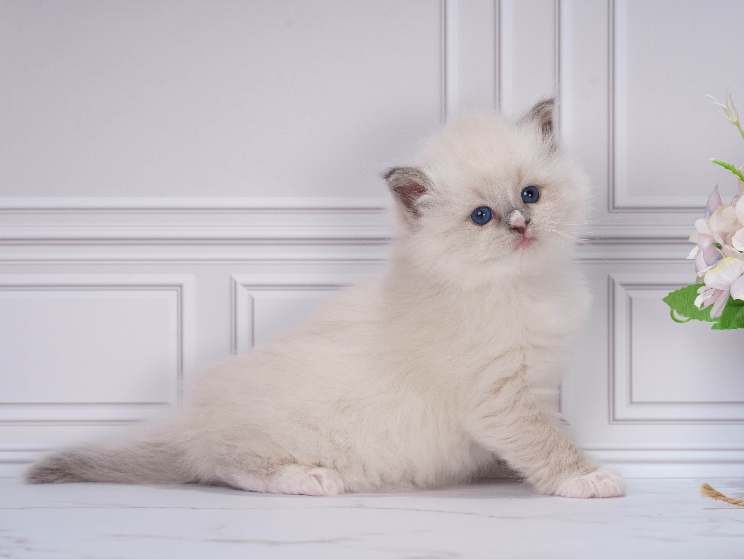 Котята рэгдолл от Loyal Adore. Питомник рэгдолл Loyal Adore