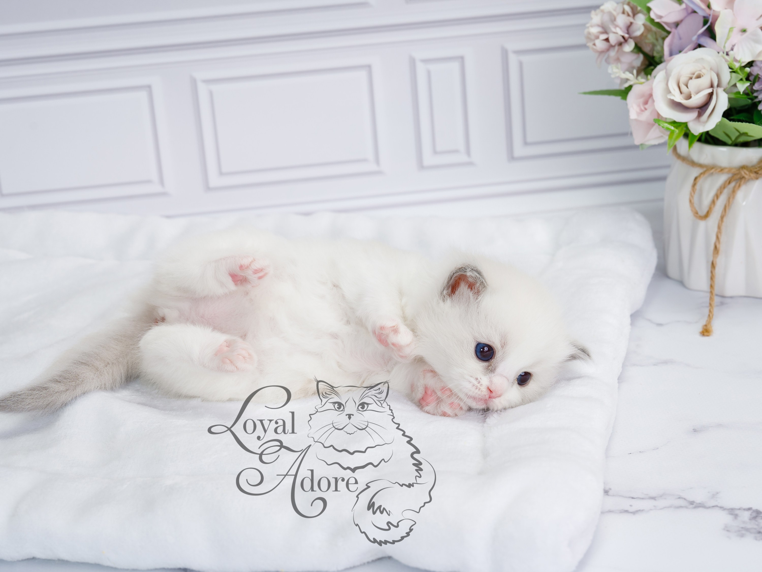 Котята рэгдолл от Loyal Adore. Питомник рэгдолл Loyal Adore