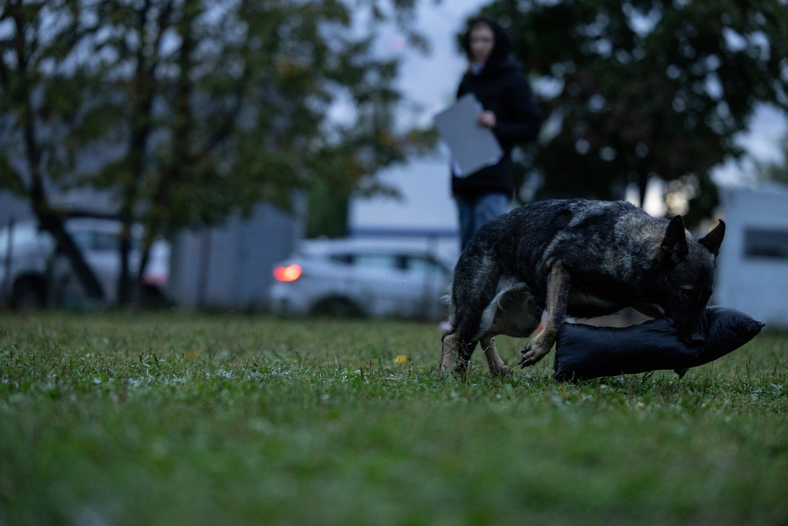 Испытания по Мондьорингу г. Пушкин. Фотограф-анималист Анна Маринич