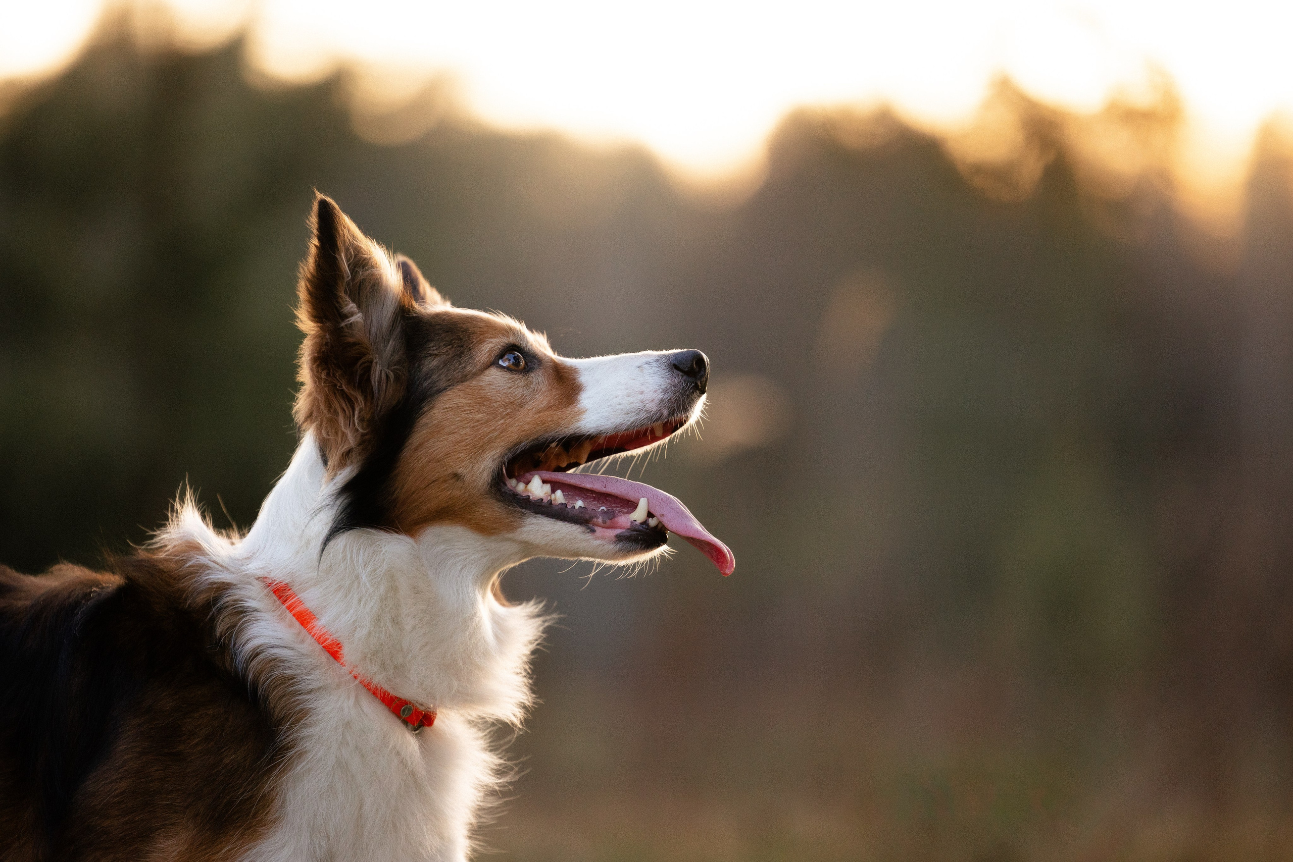 Разношерстная компания. Фотограф и видеограф анималист Аганина Дарья