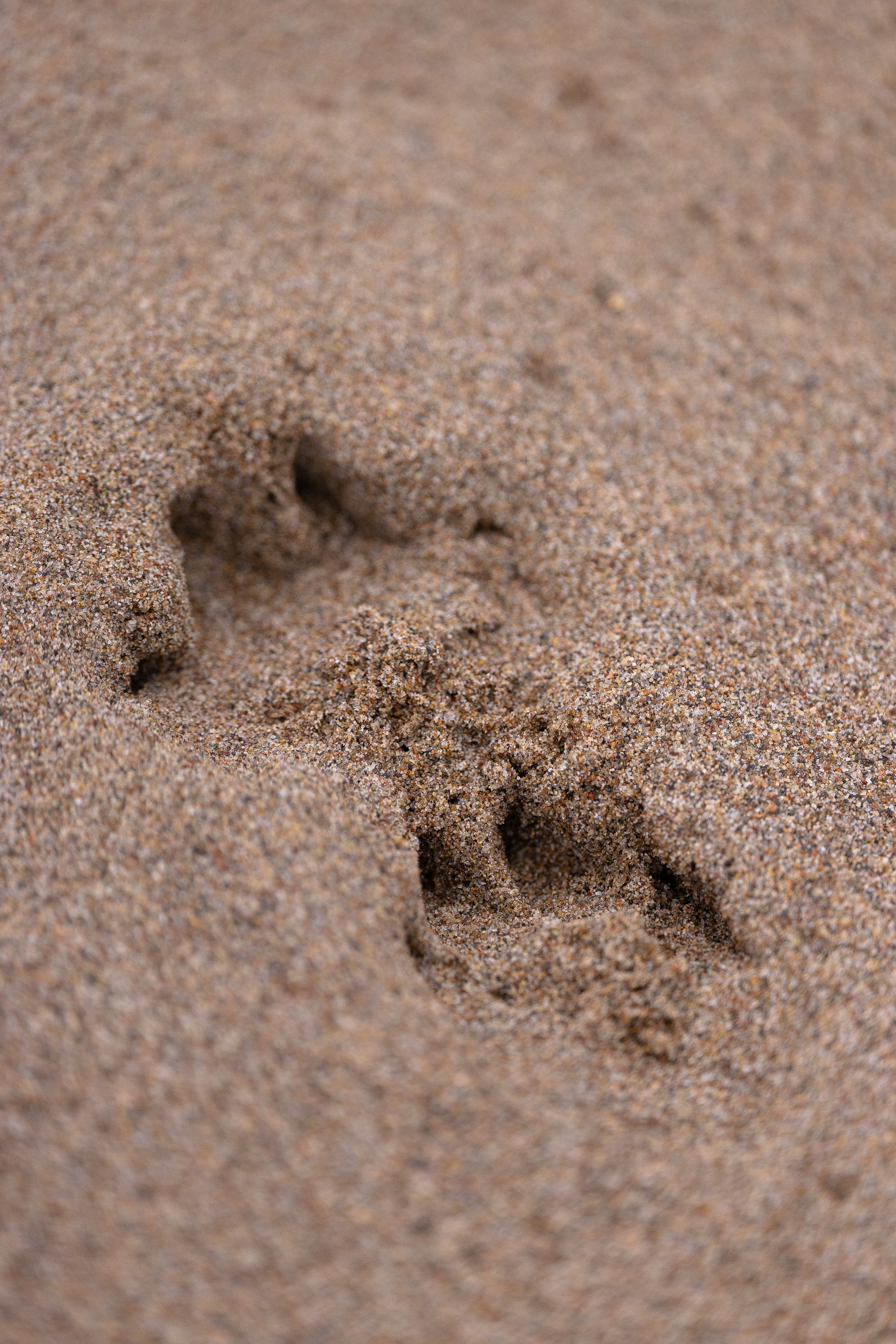Karelia. Фотограф и видеограф анималист Аганина Дарья