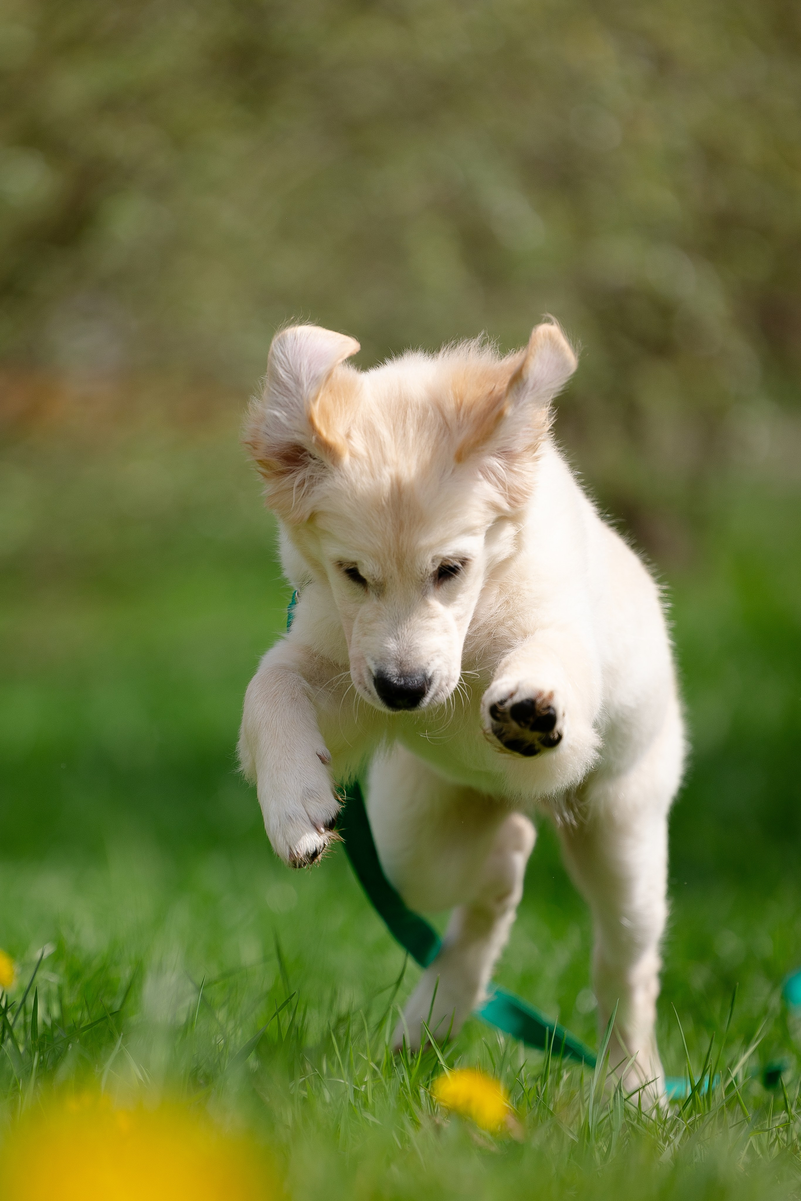 Голден ретривер. Фотограф и видеограф анималист Аганина Дарья