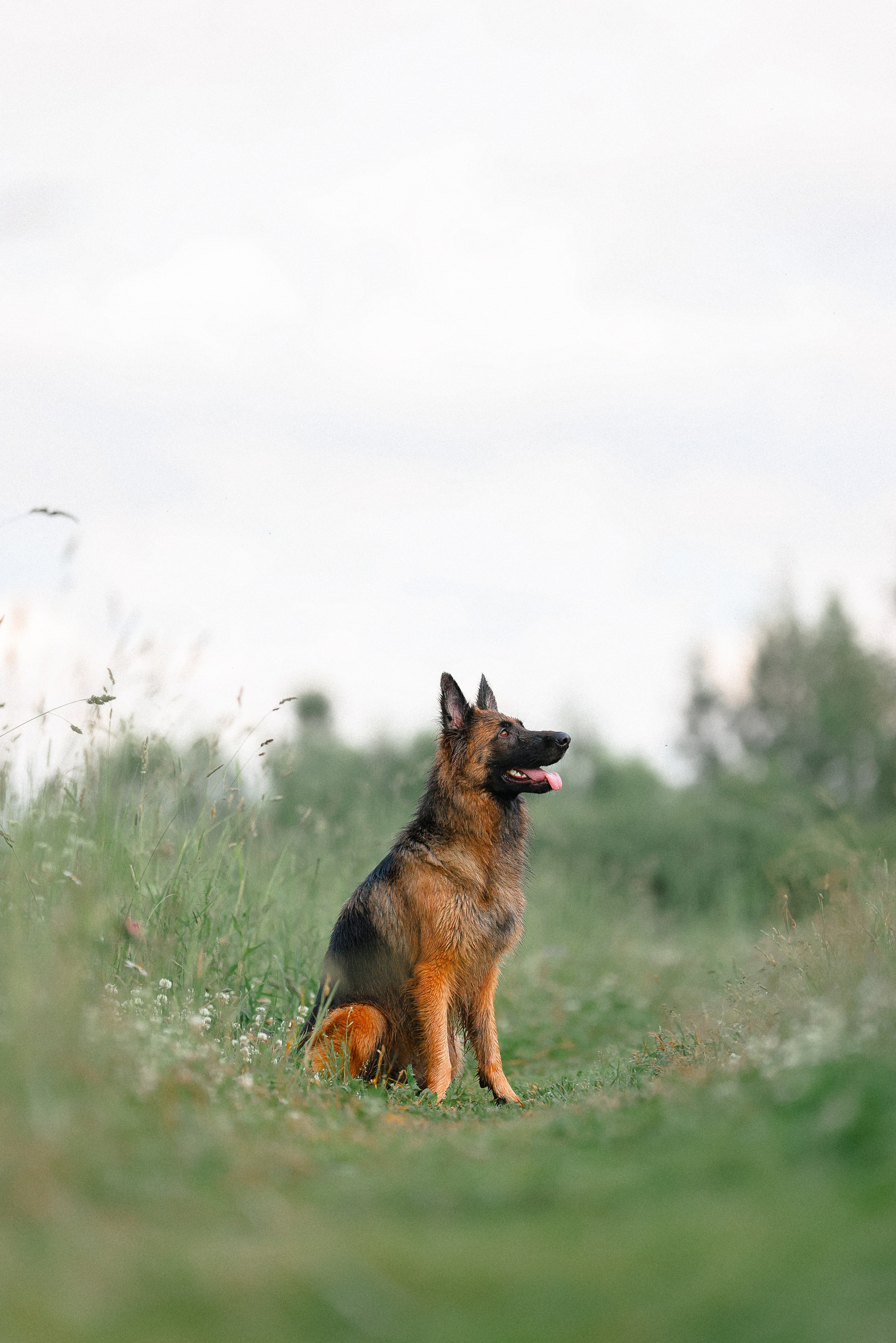 Алена, Фанни и Фрея. Фотограф и видеограф анималист Аганина Дарья