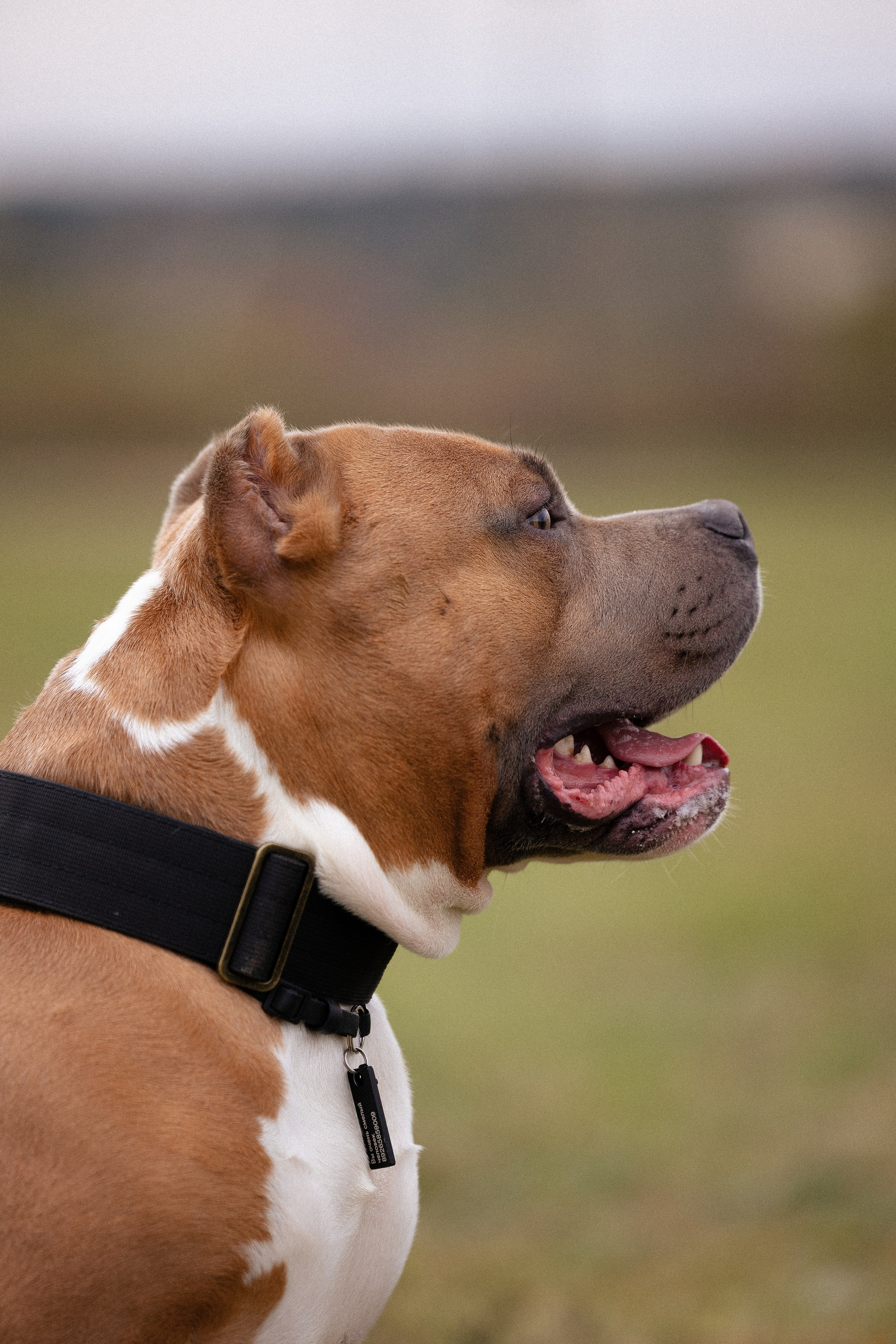 Алена и Тор. Фотограф и видеограф анималист Аганина Дарья