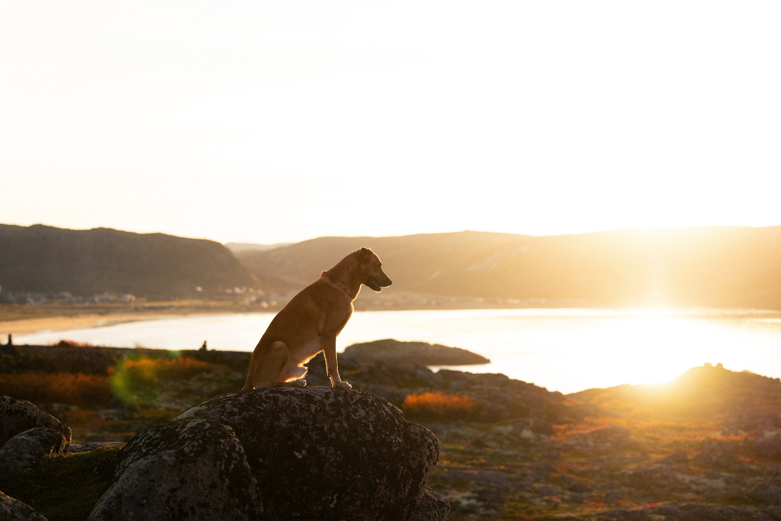 Кольский. Фотограф и видеограф анималист Аганина Дарья