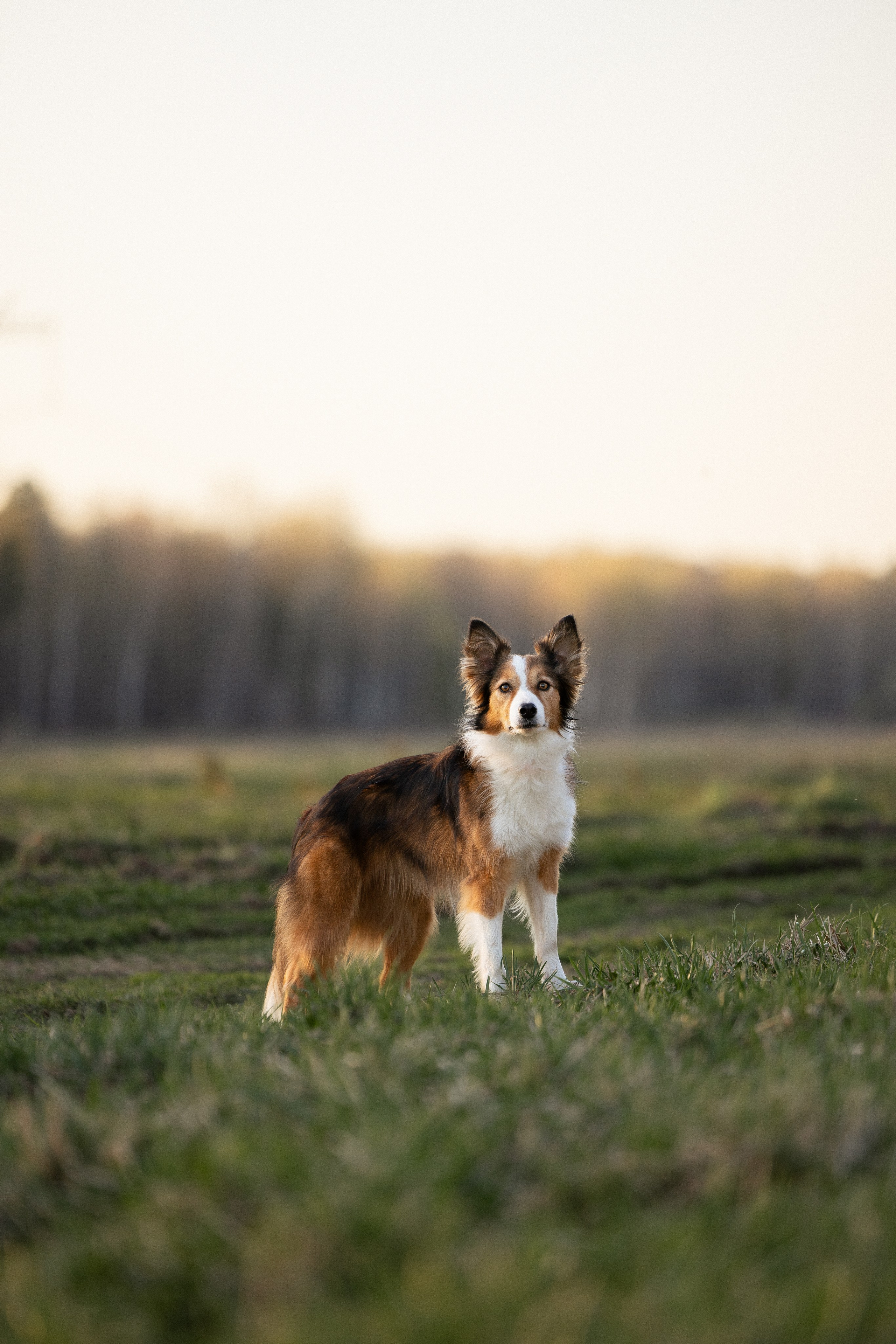 Разношерстная компания. Фотограф и видеограф анималист Аганина Дарья