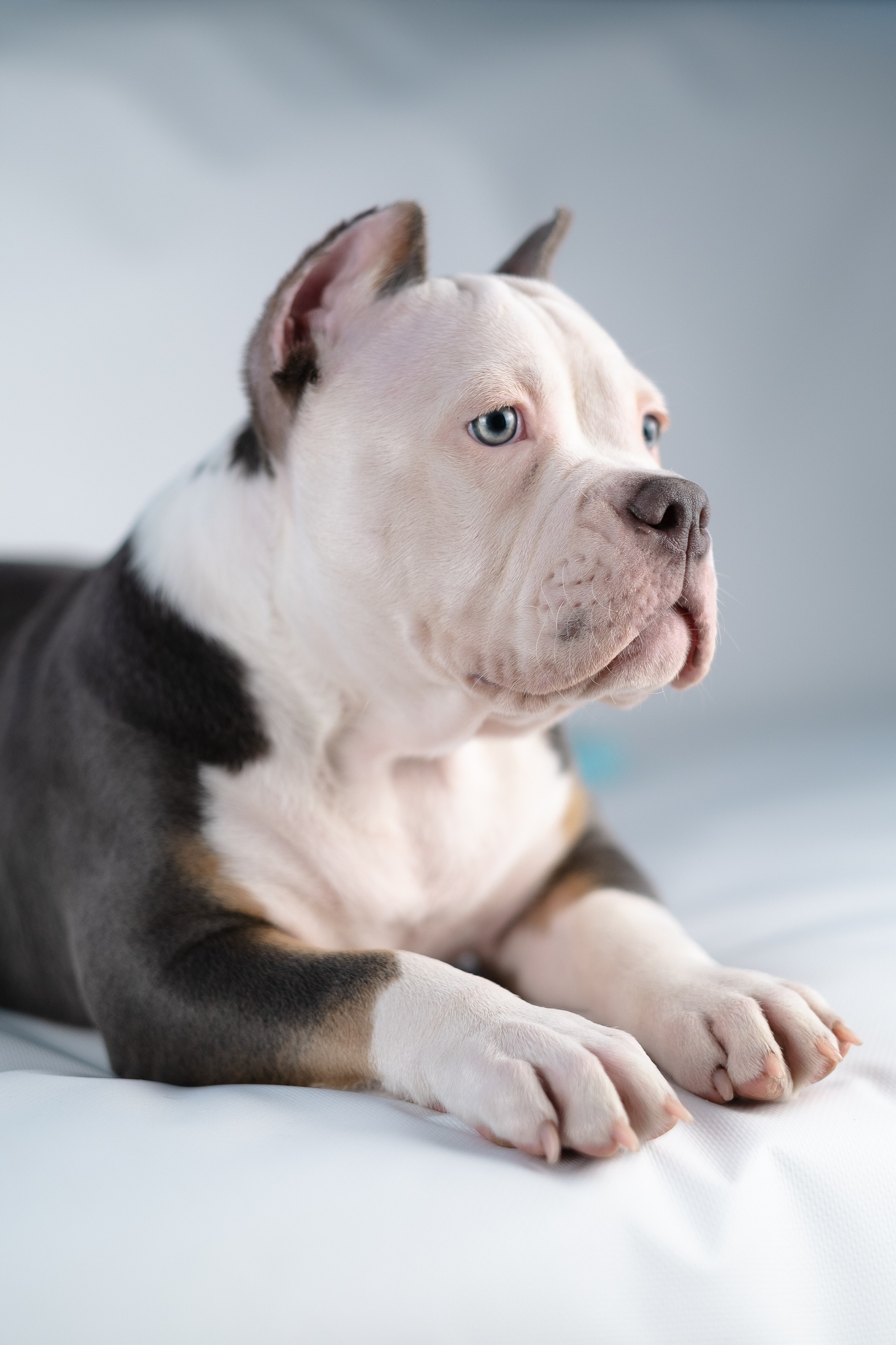 Зевс. Фотограф и видеограф анималист Аганина Дарья