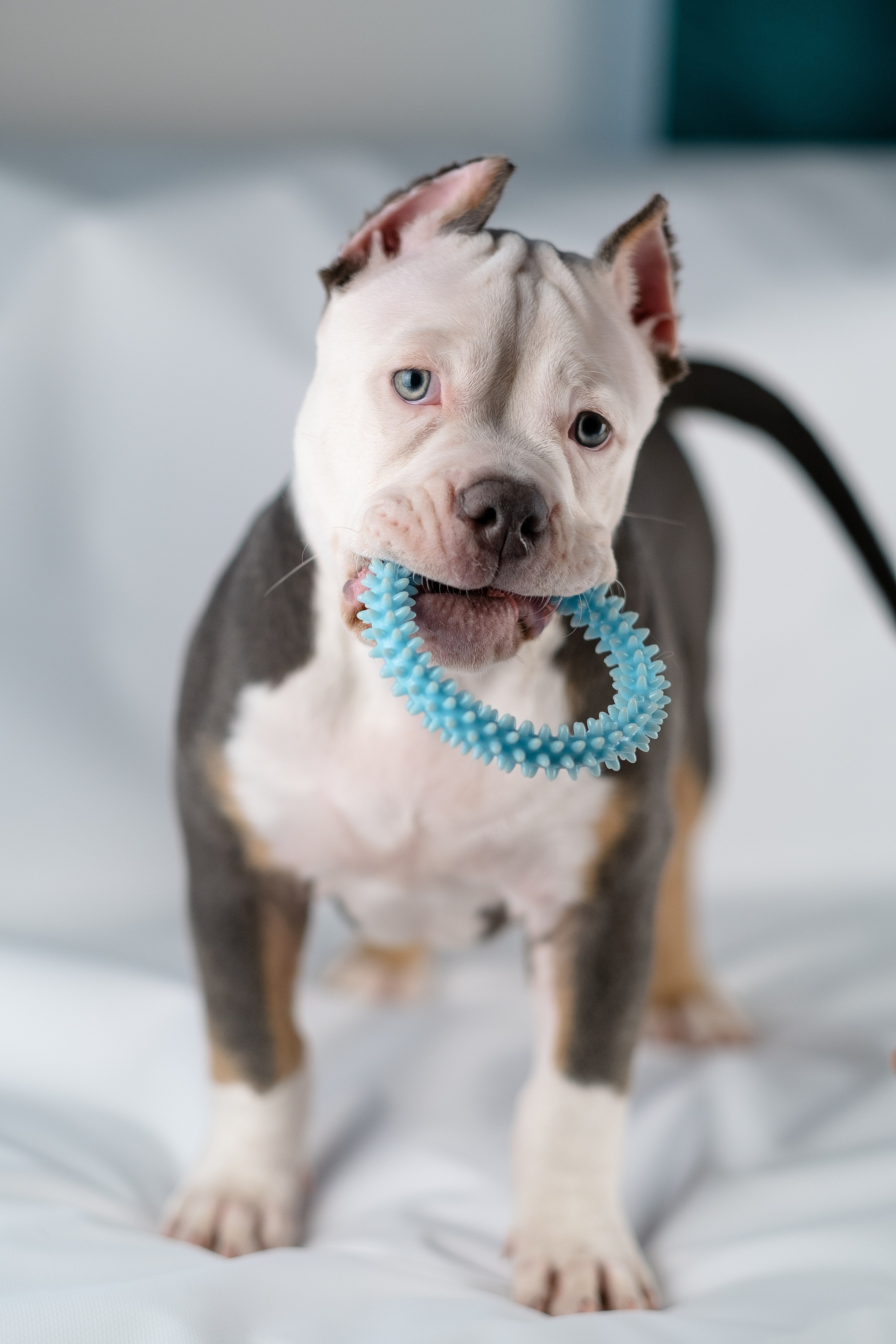 Зевс. Фотограф и видеограф анималист Аганина Дарья