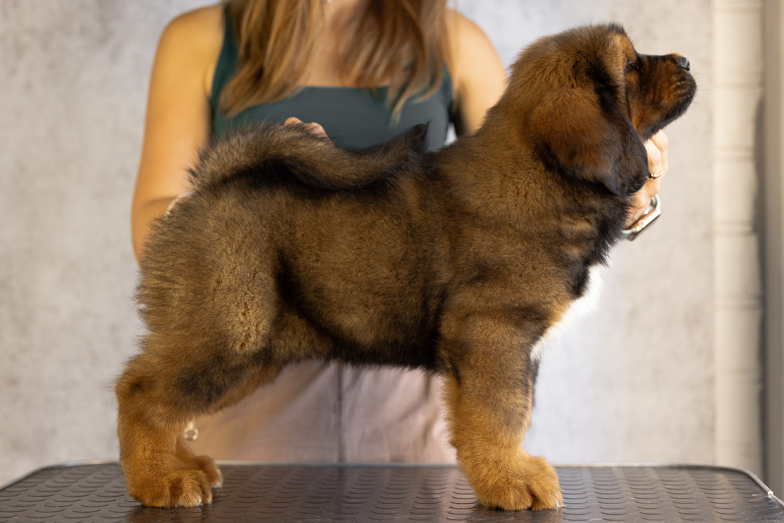 Тибетский мастиф. Фотограф и видеограф анималист Аганина Дарья
