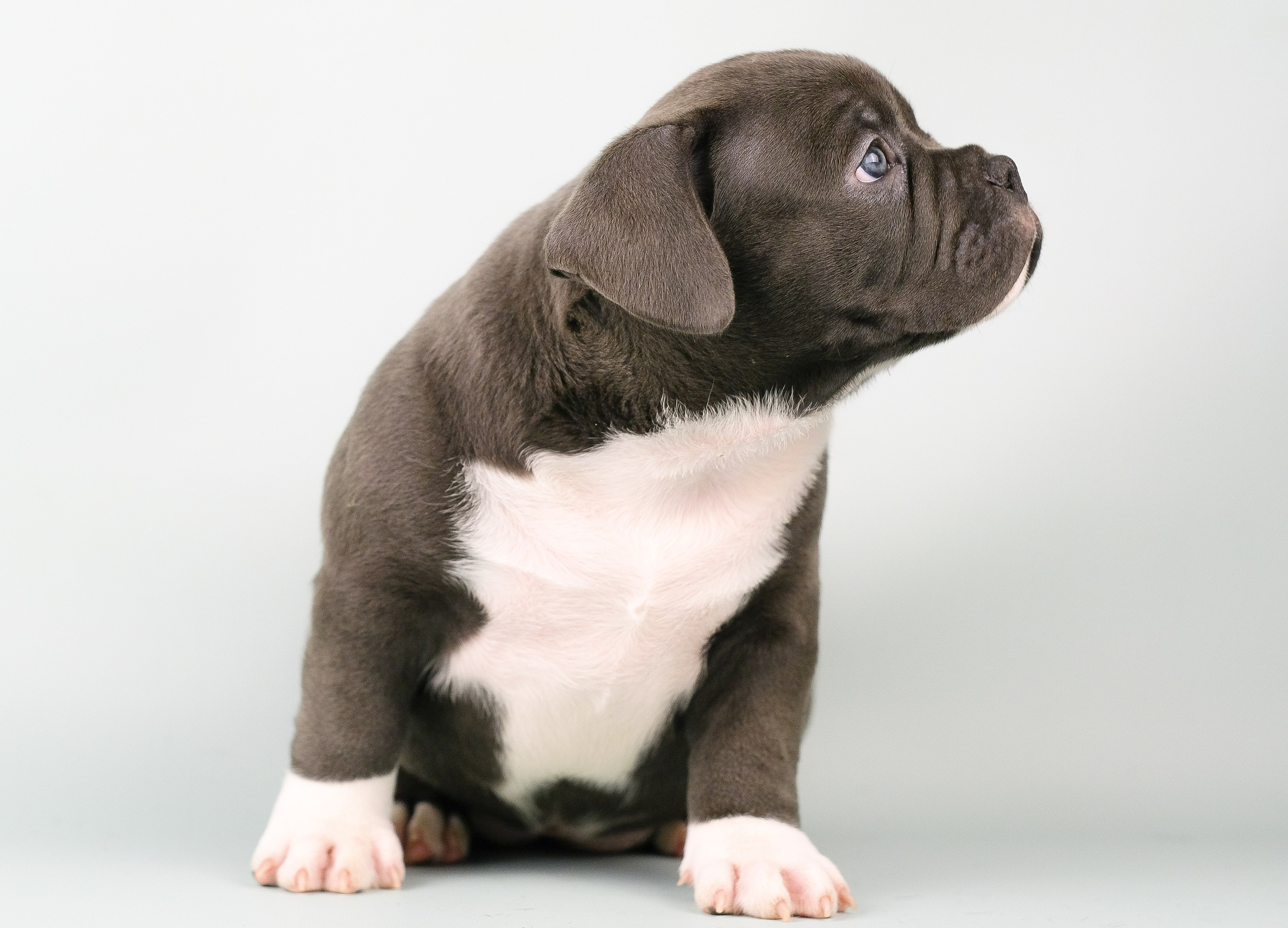 Американский Булли. Фотограф и видеограф анималист Аганина Дарья