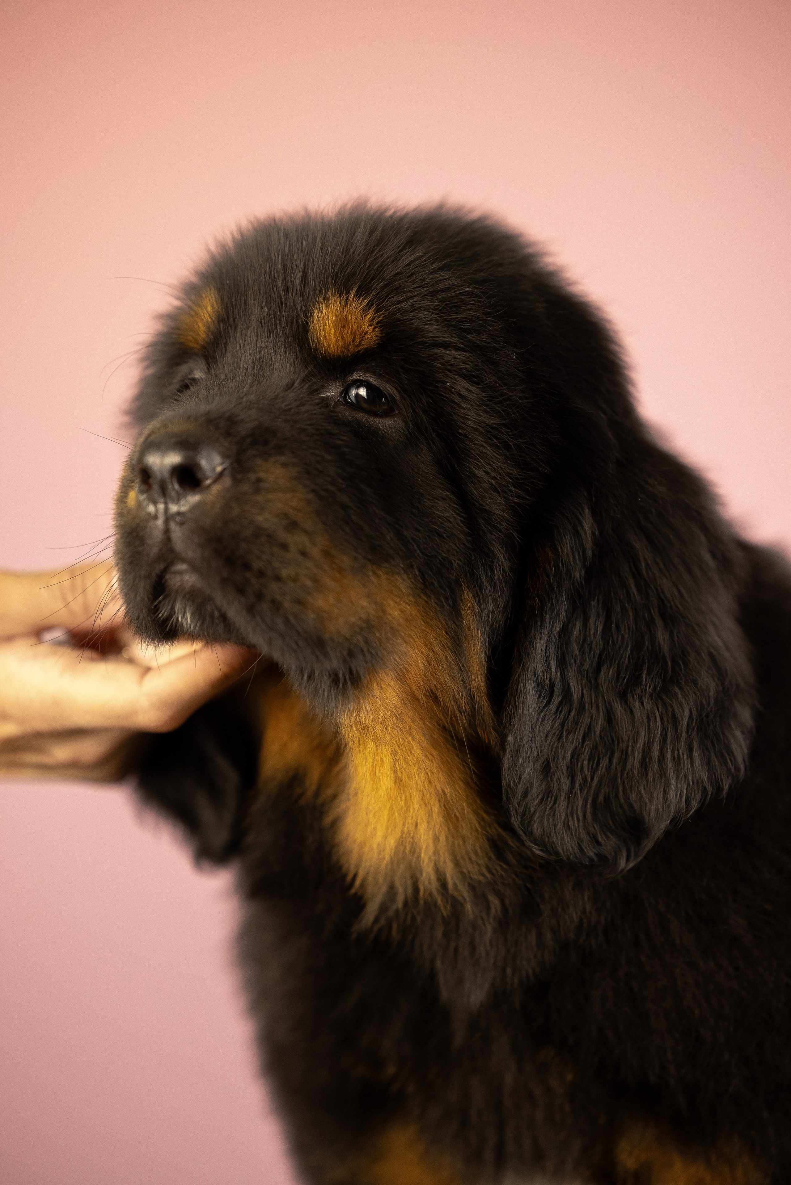 Тибетский мастиф. Фотограф и видеограф анималист Аганина Дарья