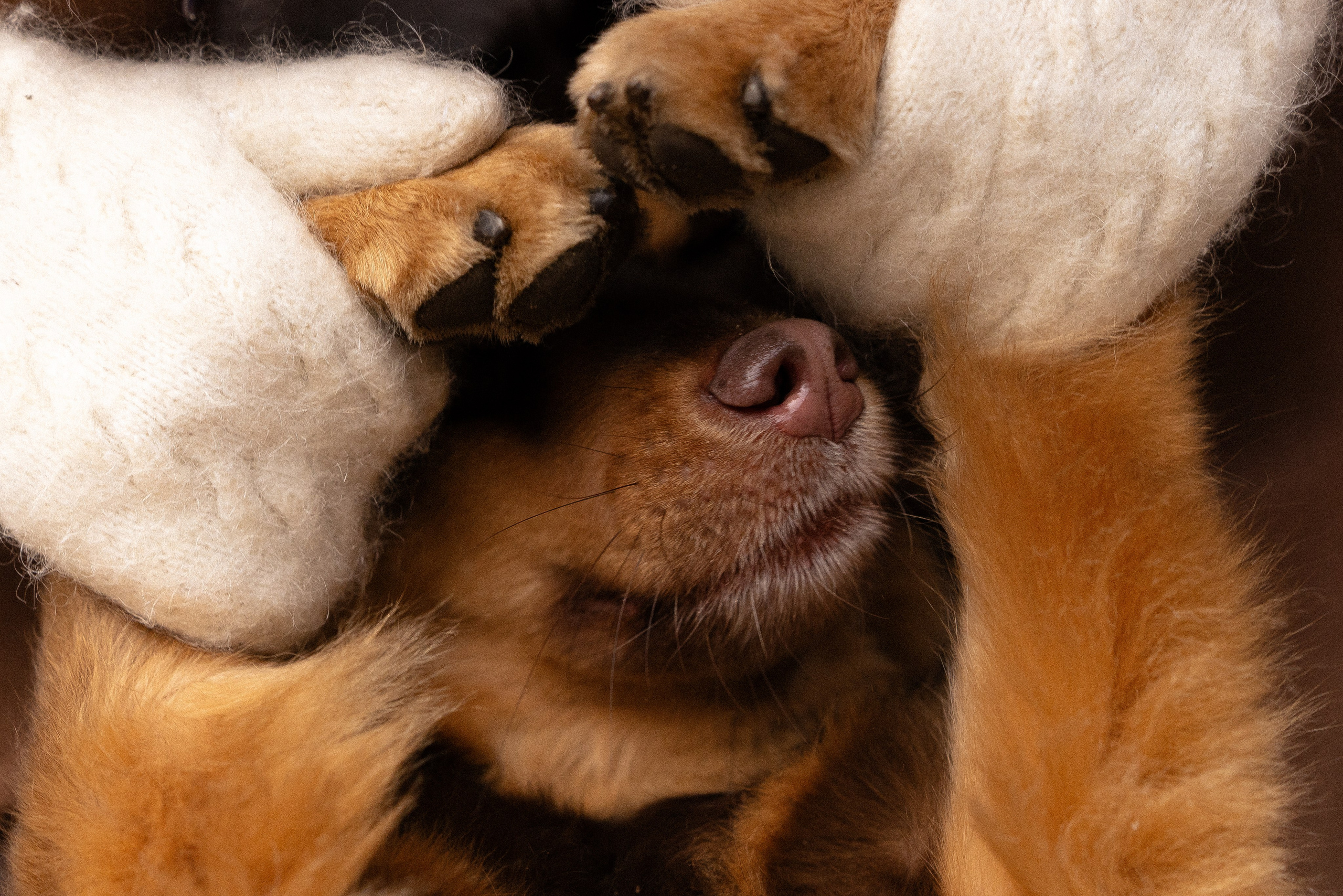 Катя и Мёд. Фотограф и видеограф анималист Аганина Дарья