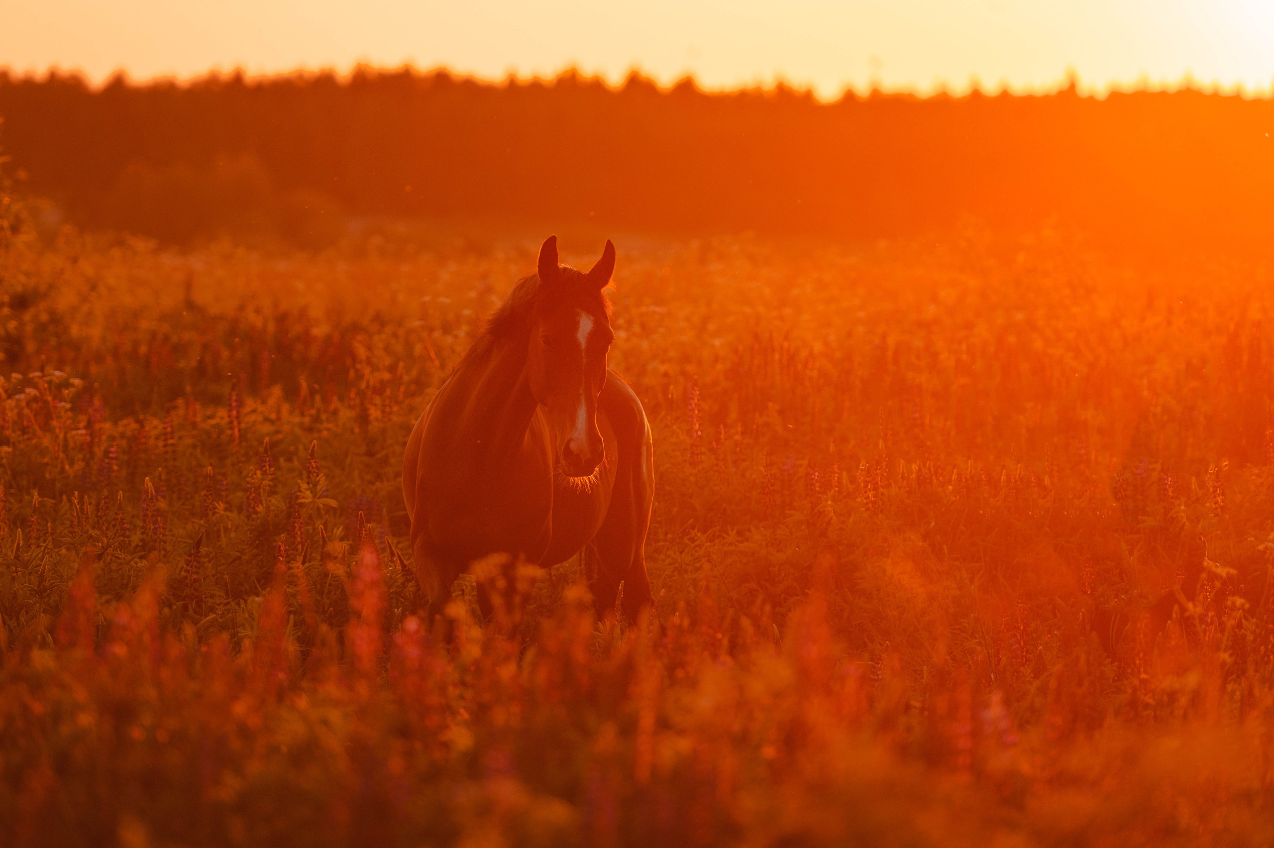 Ивори в закатных полях. Фотограф-анималист