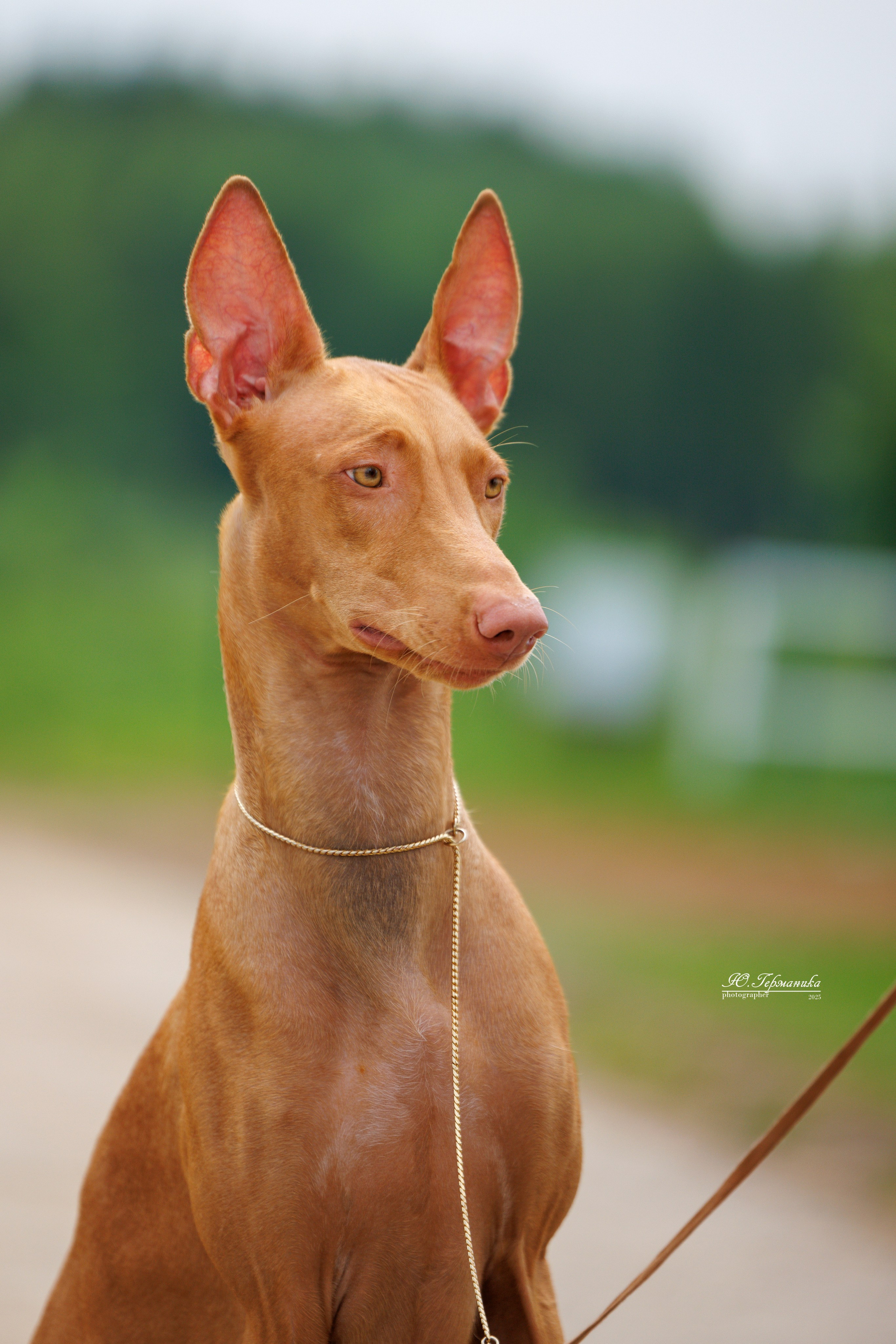 РОССИЯ 7-8.06.2025. Фотограф-анималист Юлия Германика