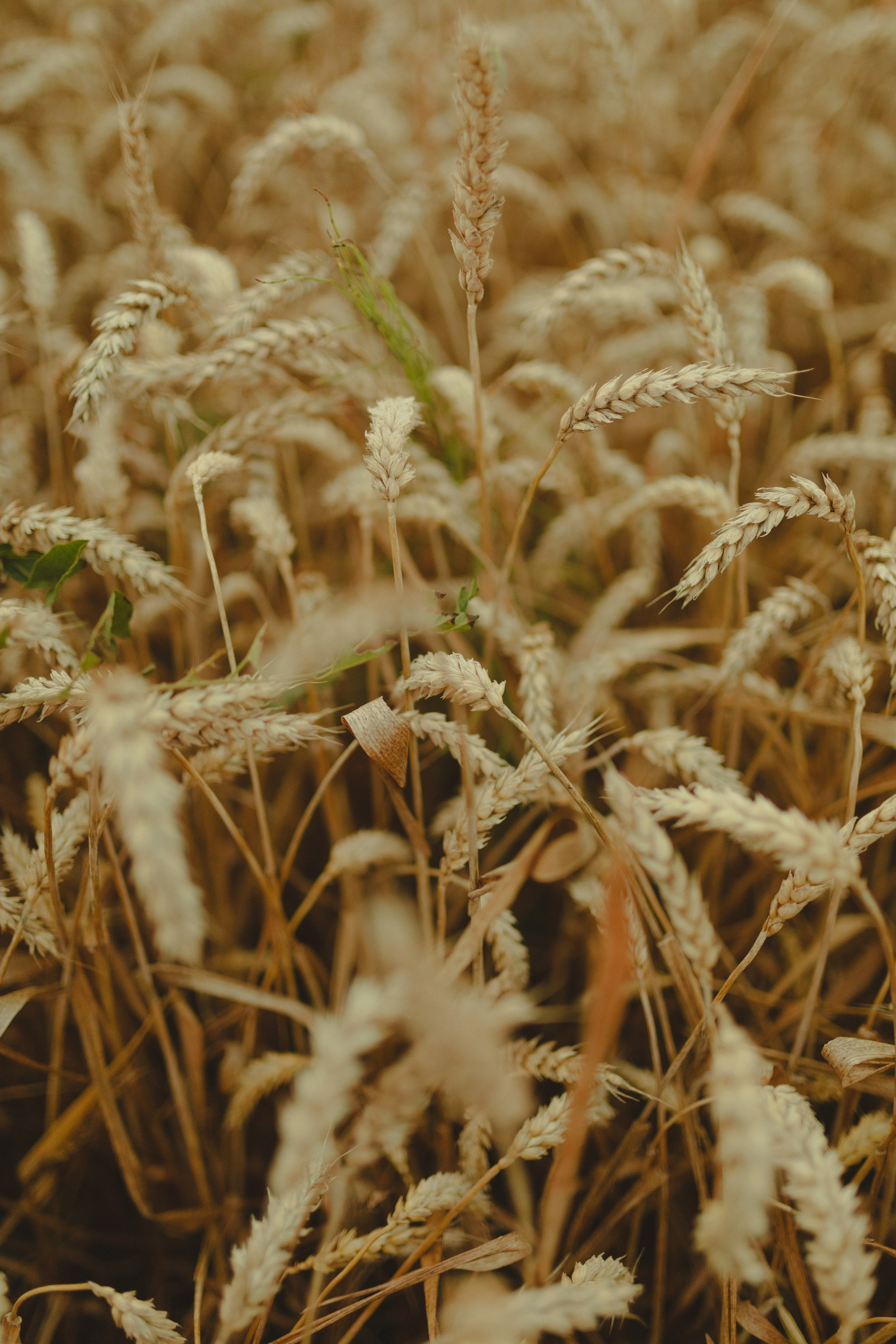 Анфиса. Фотограф Юлия Хакимова / Казань/ Чистополь