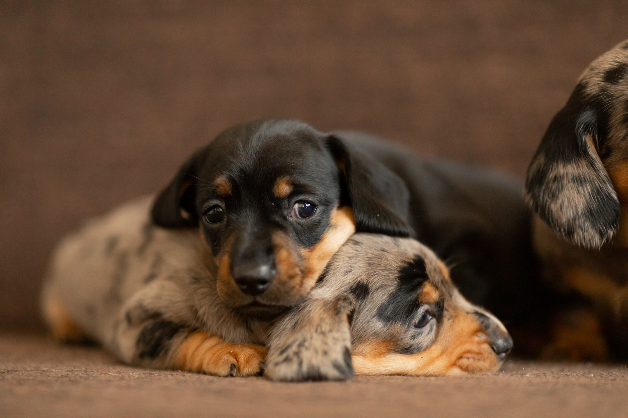 Собаки. Конный фотограф Валынкина Лера