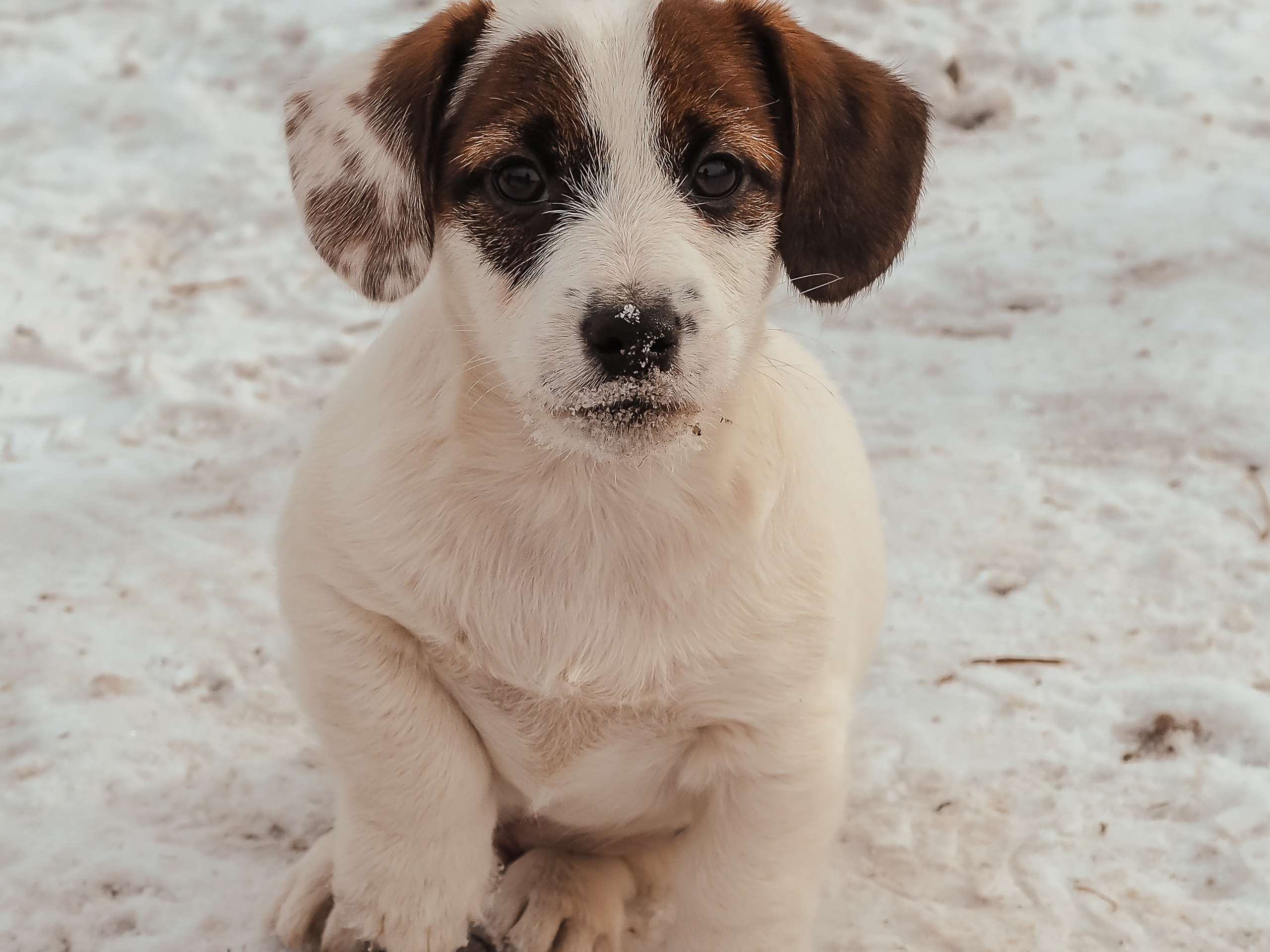 1КОБЛ_МОНОКЛЬ_Ц_ЛИТТЕР. CANE MAESTRO — kennel Jack Russell Terrier