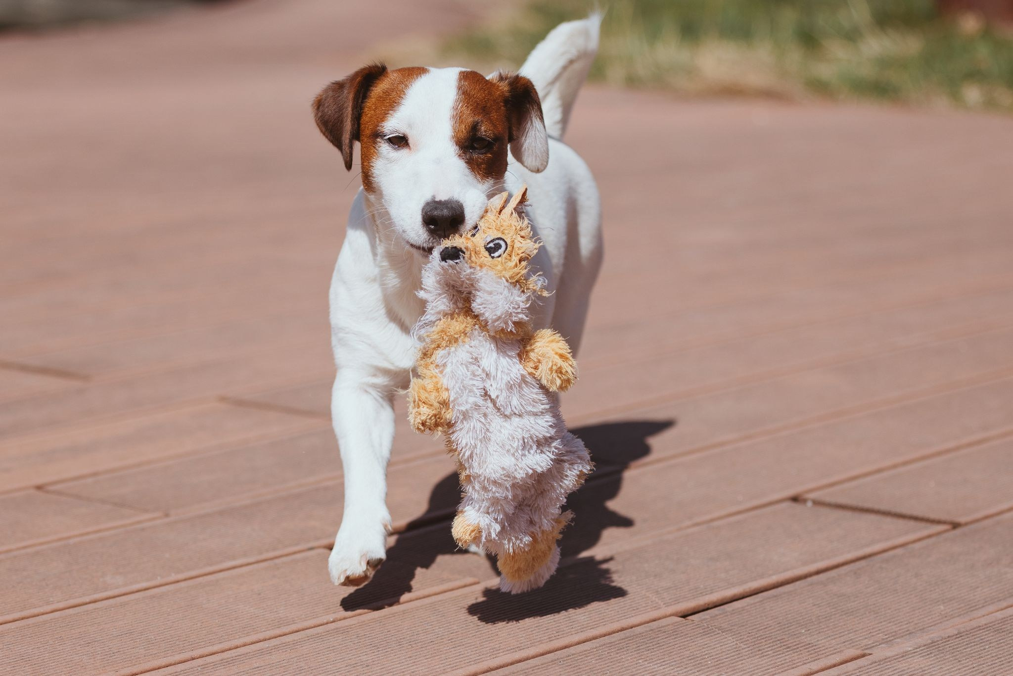 CANE MAESTRO MARSHMALLOW. CANE MAESTRO — kennel Jack Russell Terrier